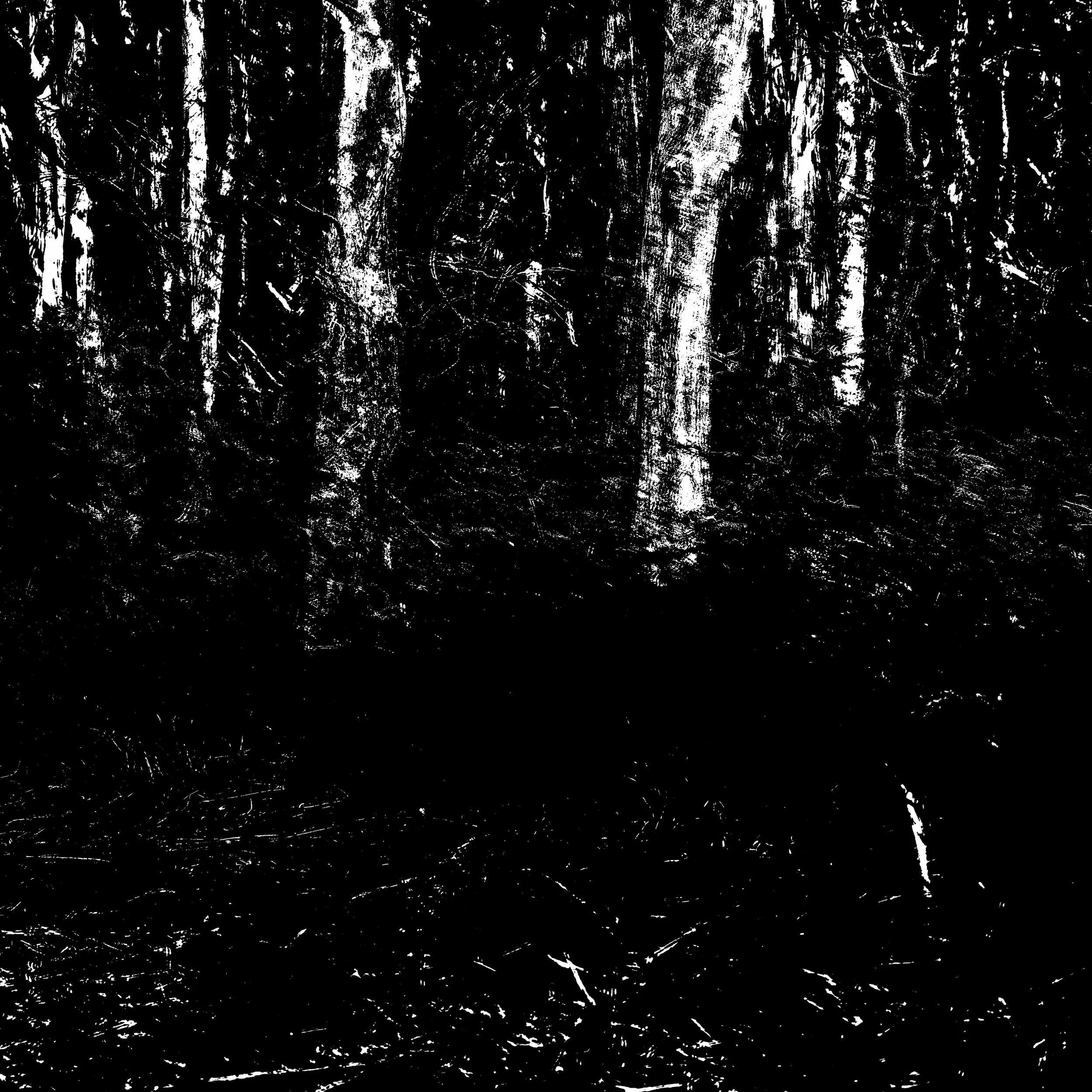 Blue Gum Track-012.jpg