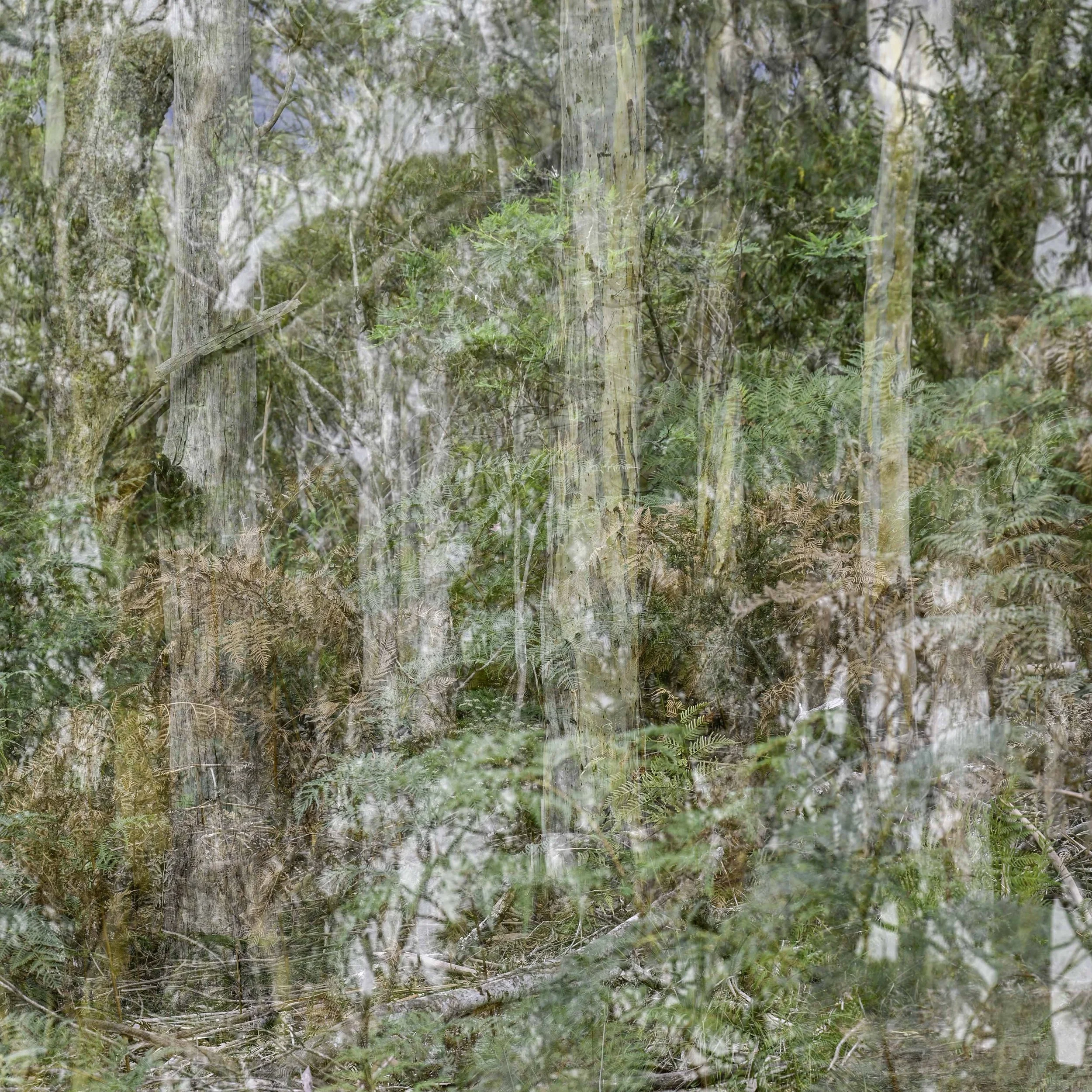 Blue Gum Track-008.jpg
