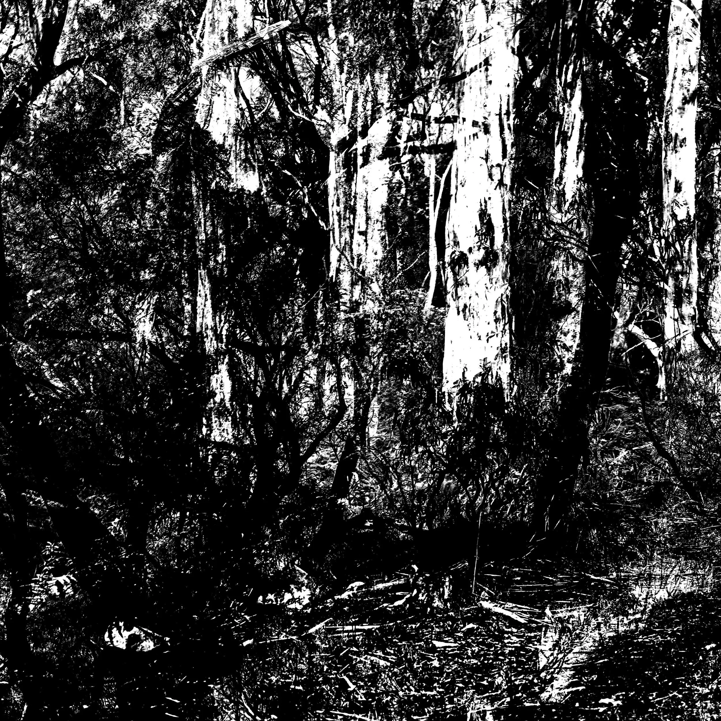 Blue Gum Track-009.jpg