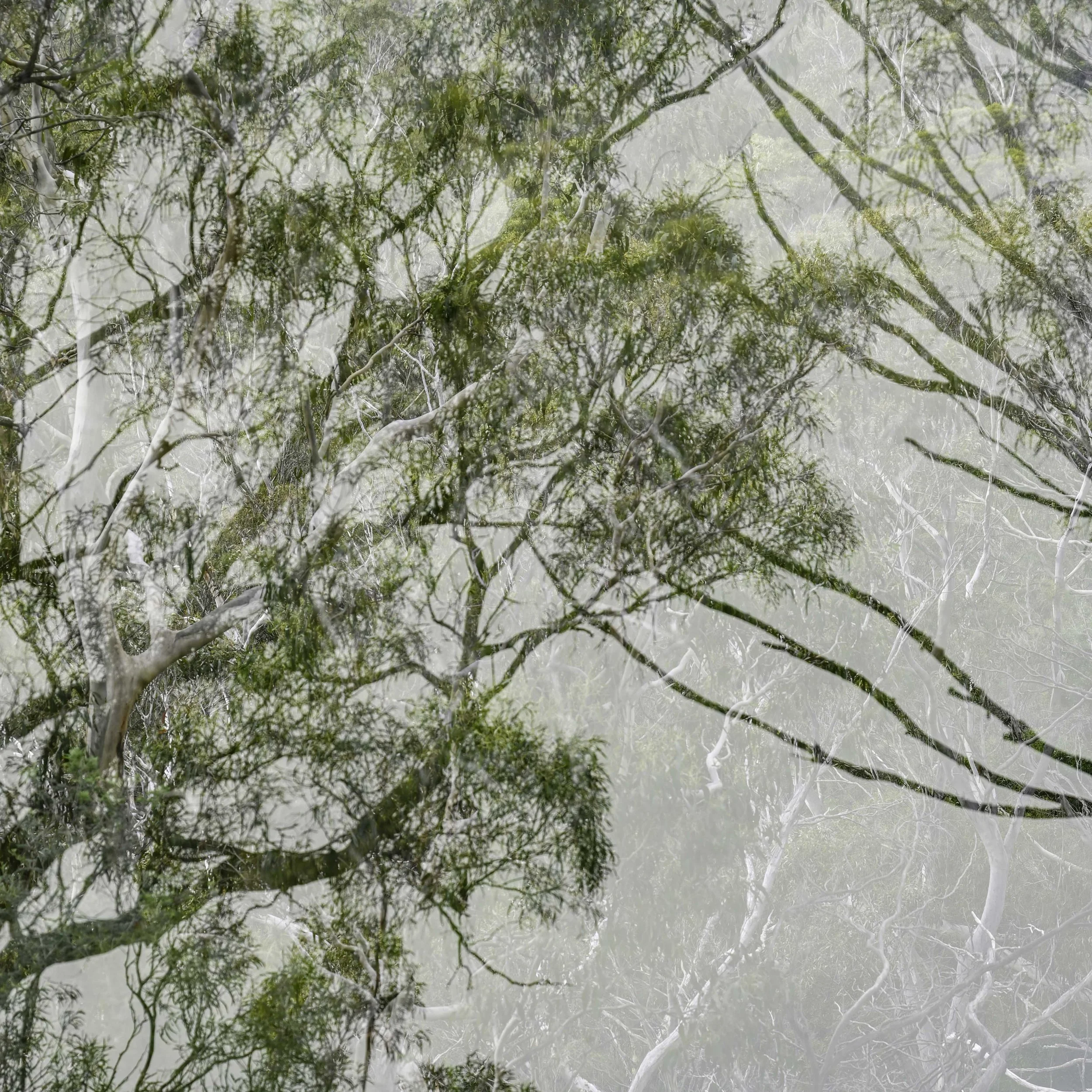 Blue Gum Track-025.jpg