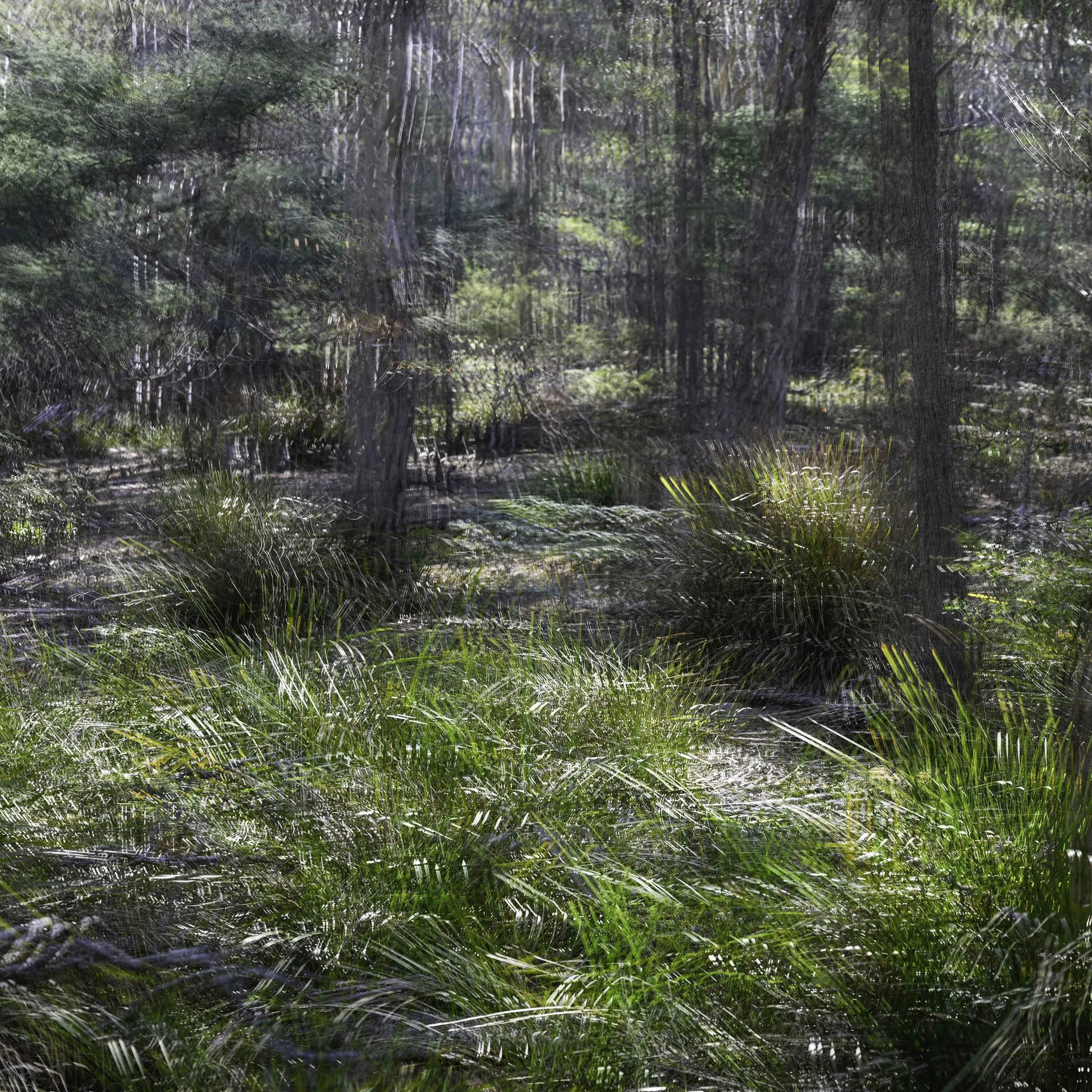 Forest-017.jpg