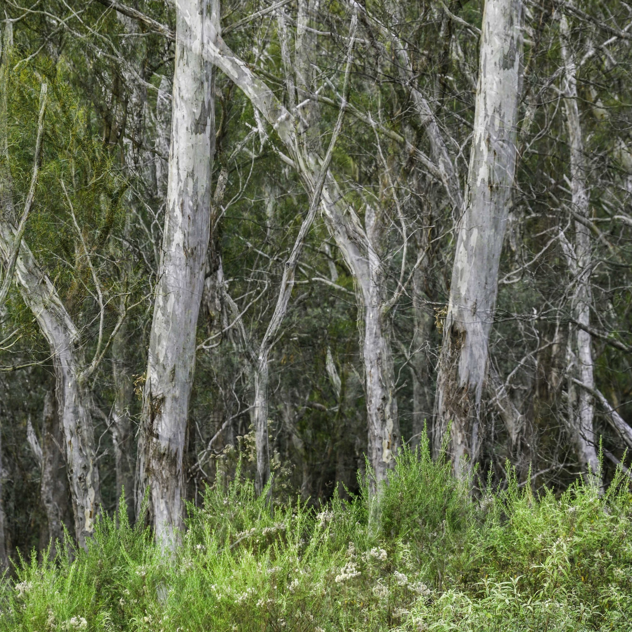 Blue Gum Track-004.jpg
