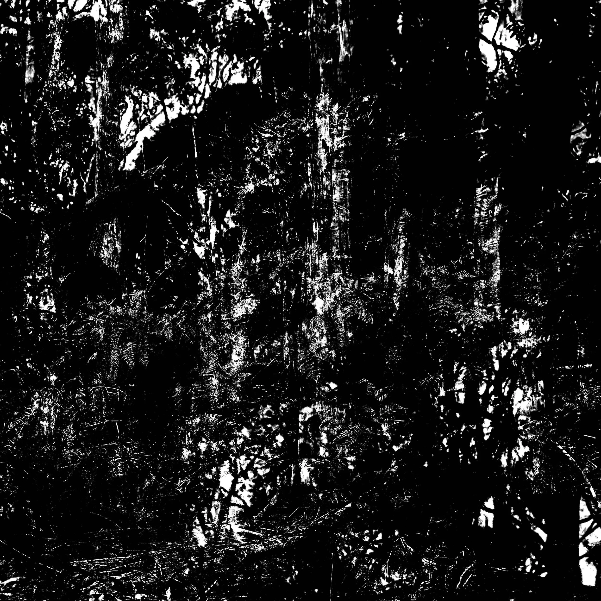 Blue Gum Track-008.jpg