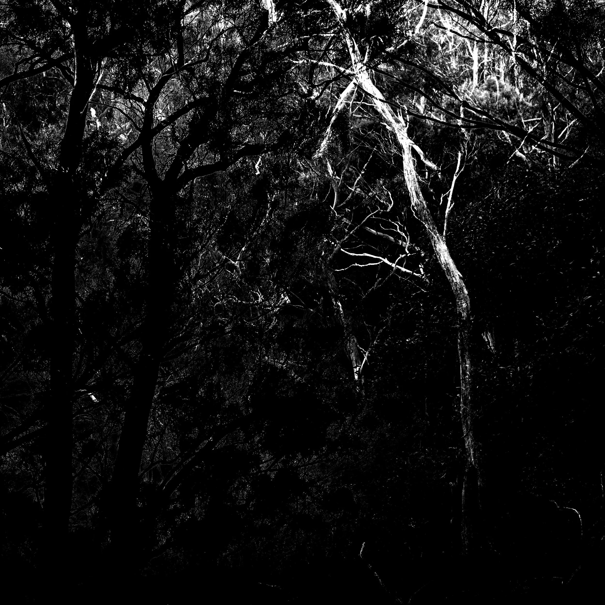 Blue Gum Track-024.jpg
