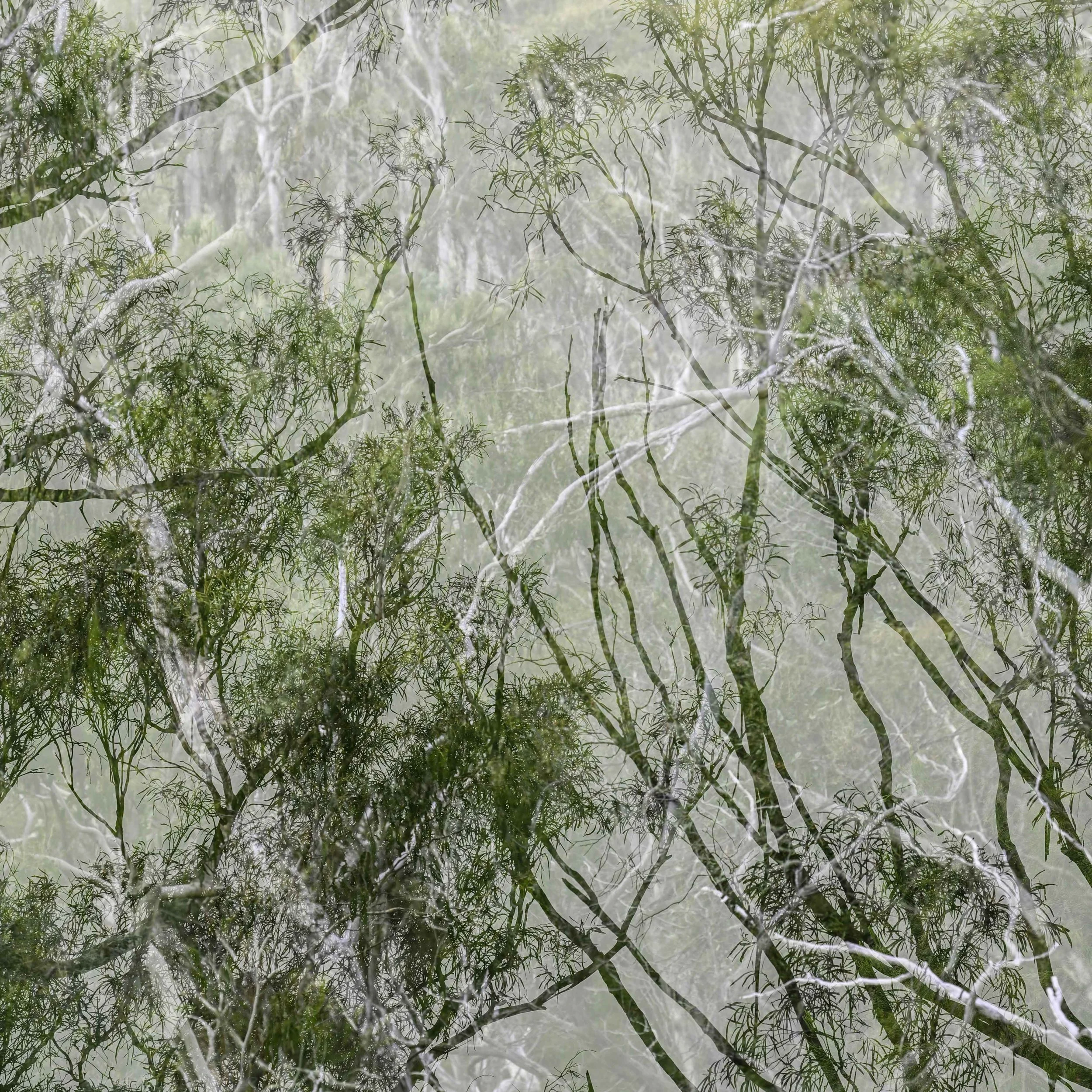 Blue Gum Track-027.jpg
