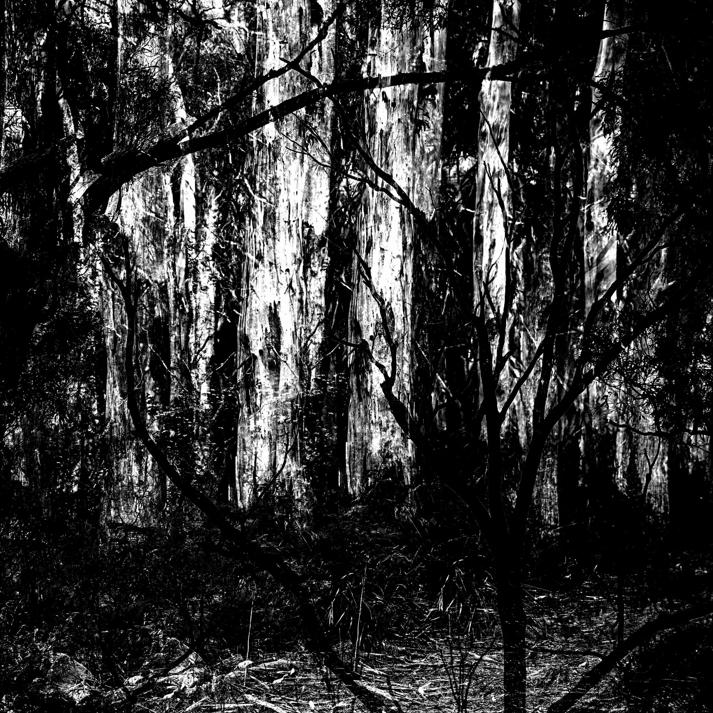 Blue Gum Track-007.jpg
