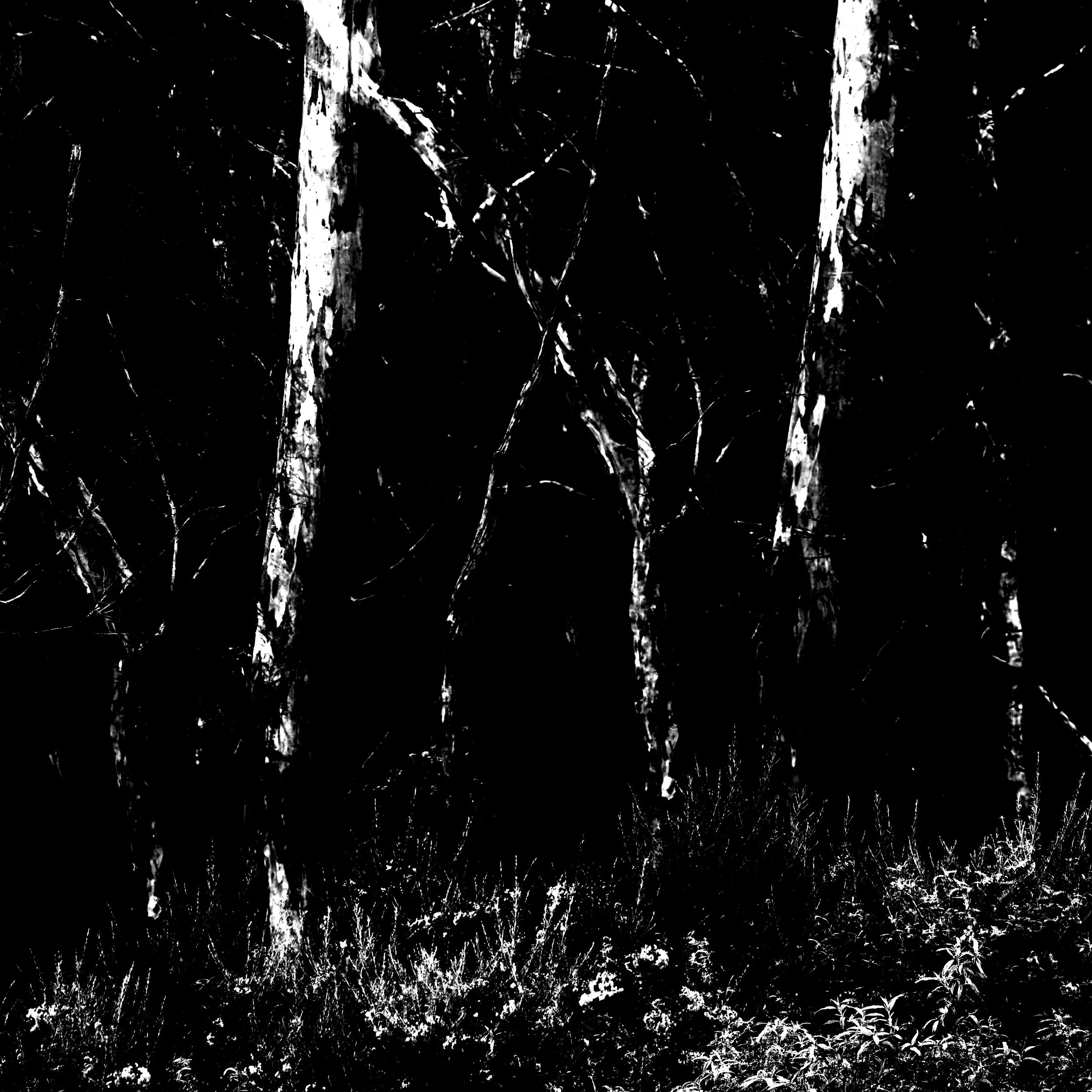 Blue Gum Track-004.jpg