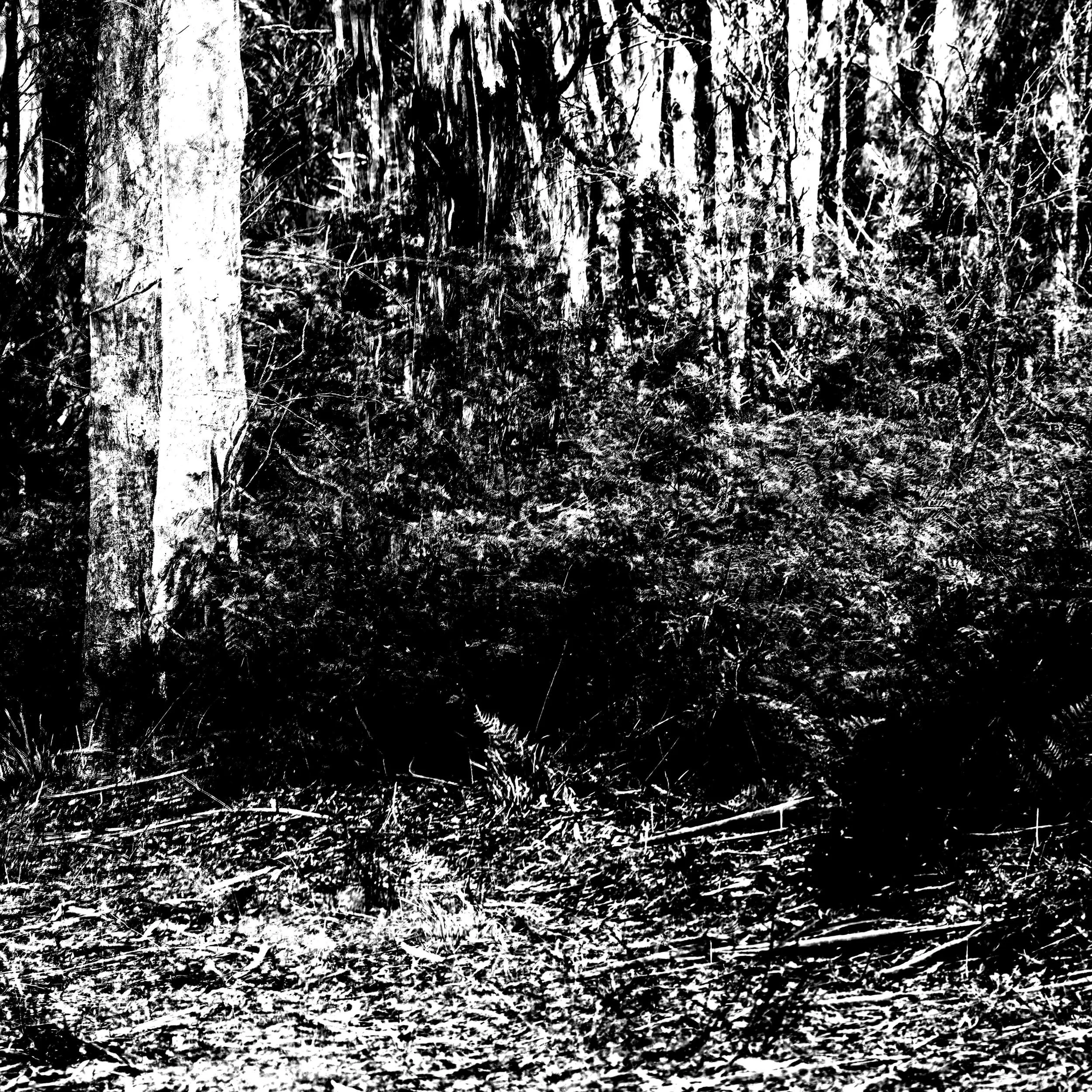 Blue Gum Track-011.jpg