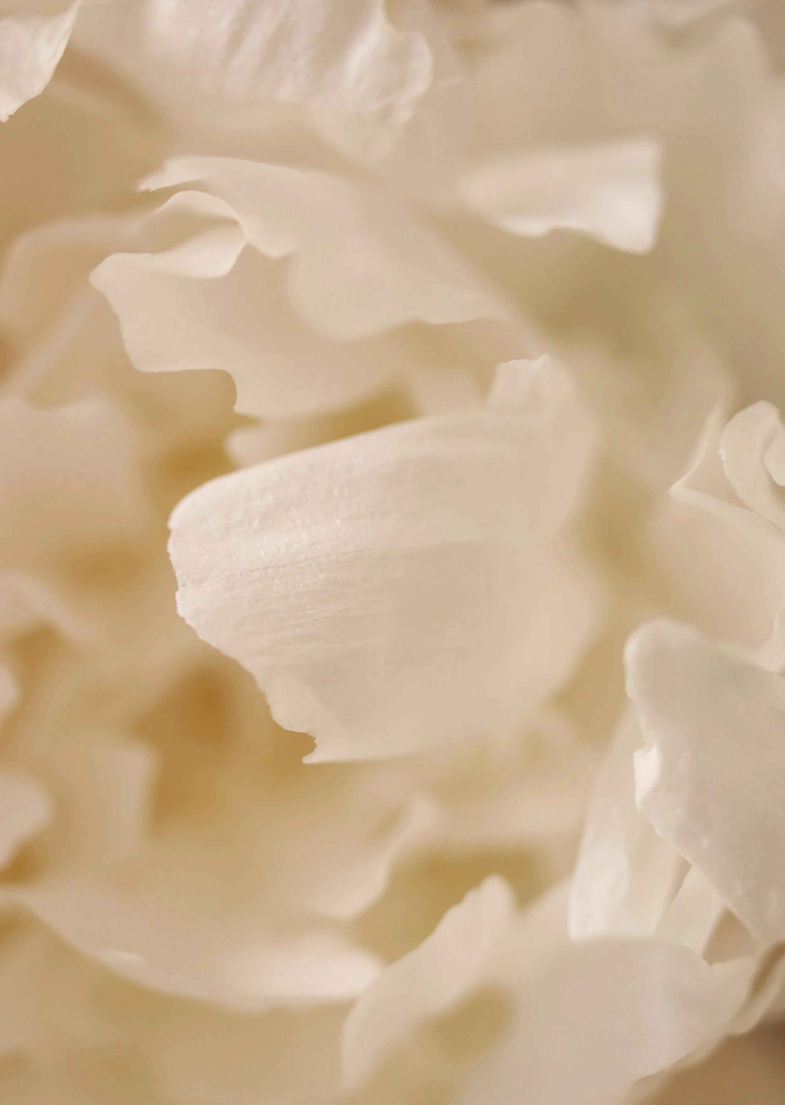 Champagne Tower - Coming Soon