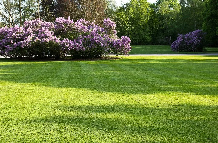 Well-maintained residential lawn in Geelong cared for by local lawn specialists