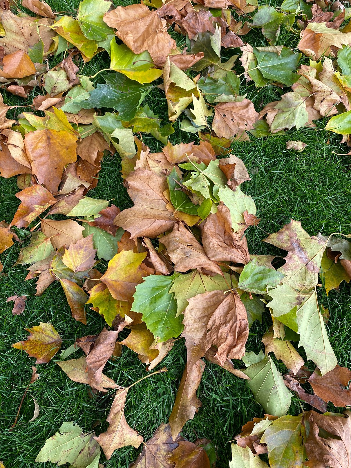 Autumn leaves covering a residential lawn before a professional garden clean up in Geelong