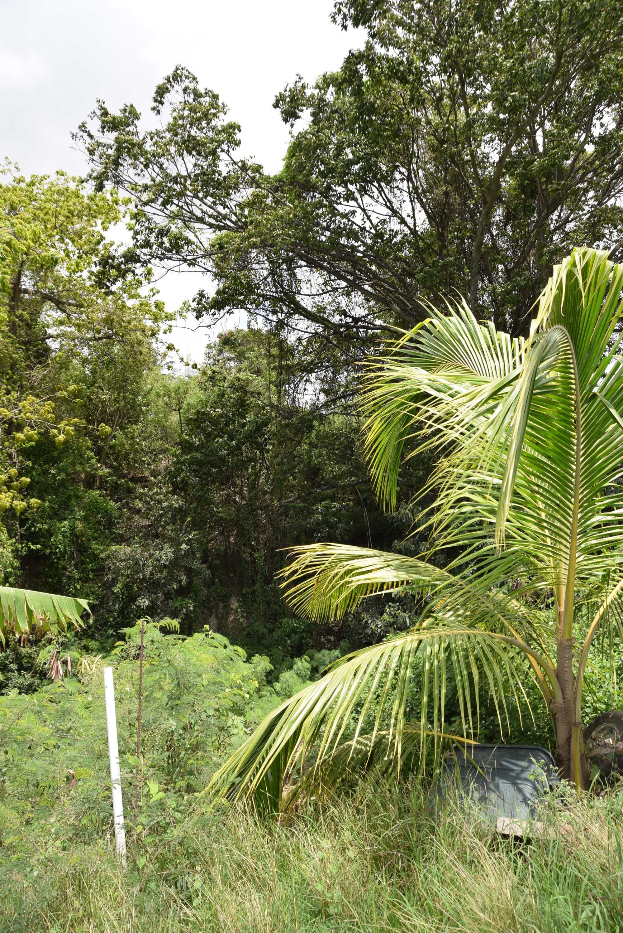 View of gully at rear of property