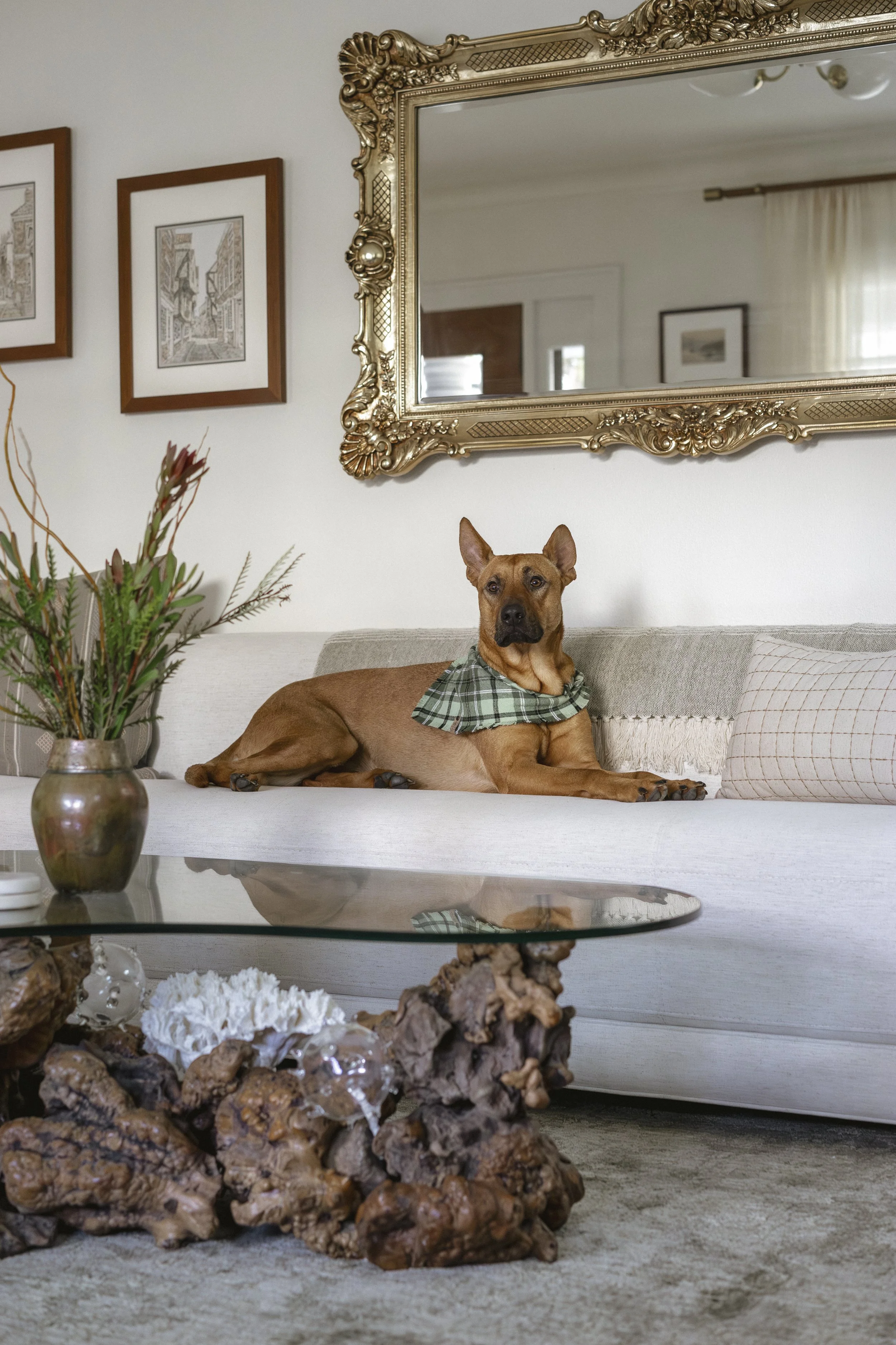 A brown dog with a green plaid bandana lying on a beige couch in a living room, with a decorative gold-framed mirror and framed artwork on the wall behind it. There is a glass coffee table with a rugged wood base and a flower arrangement on it.