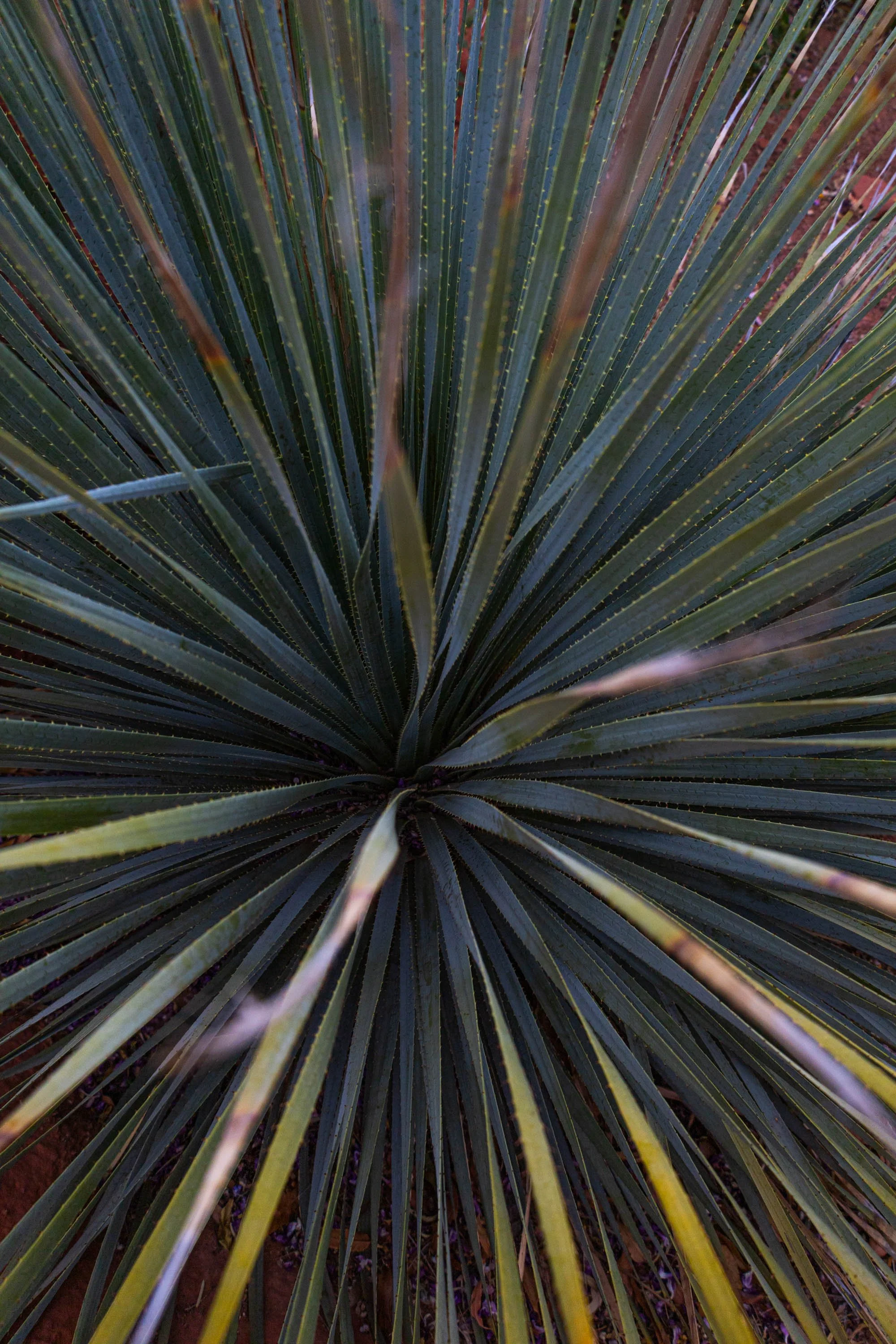 plant.jpg