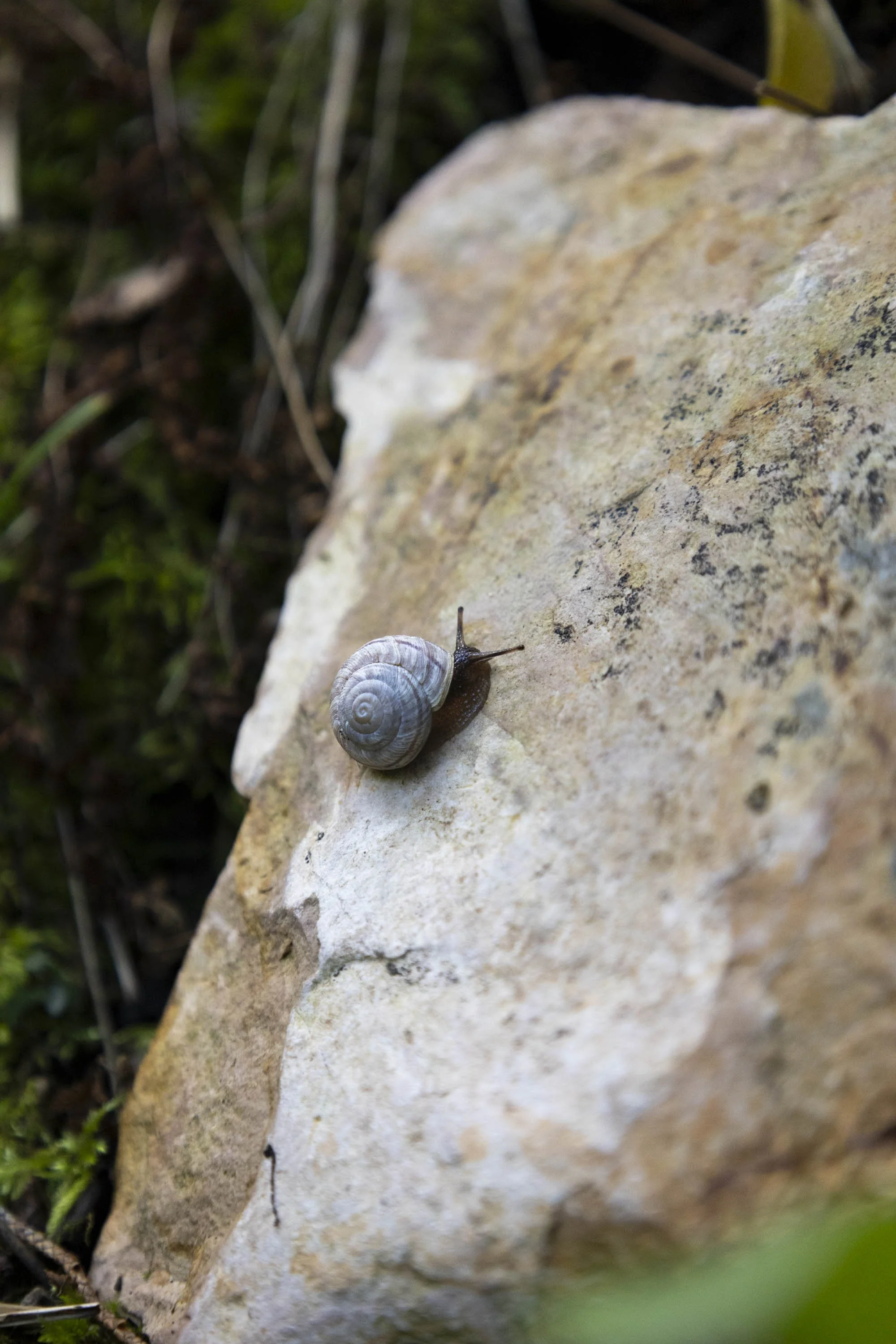 plants-6.jpg