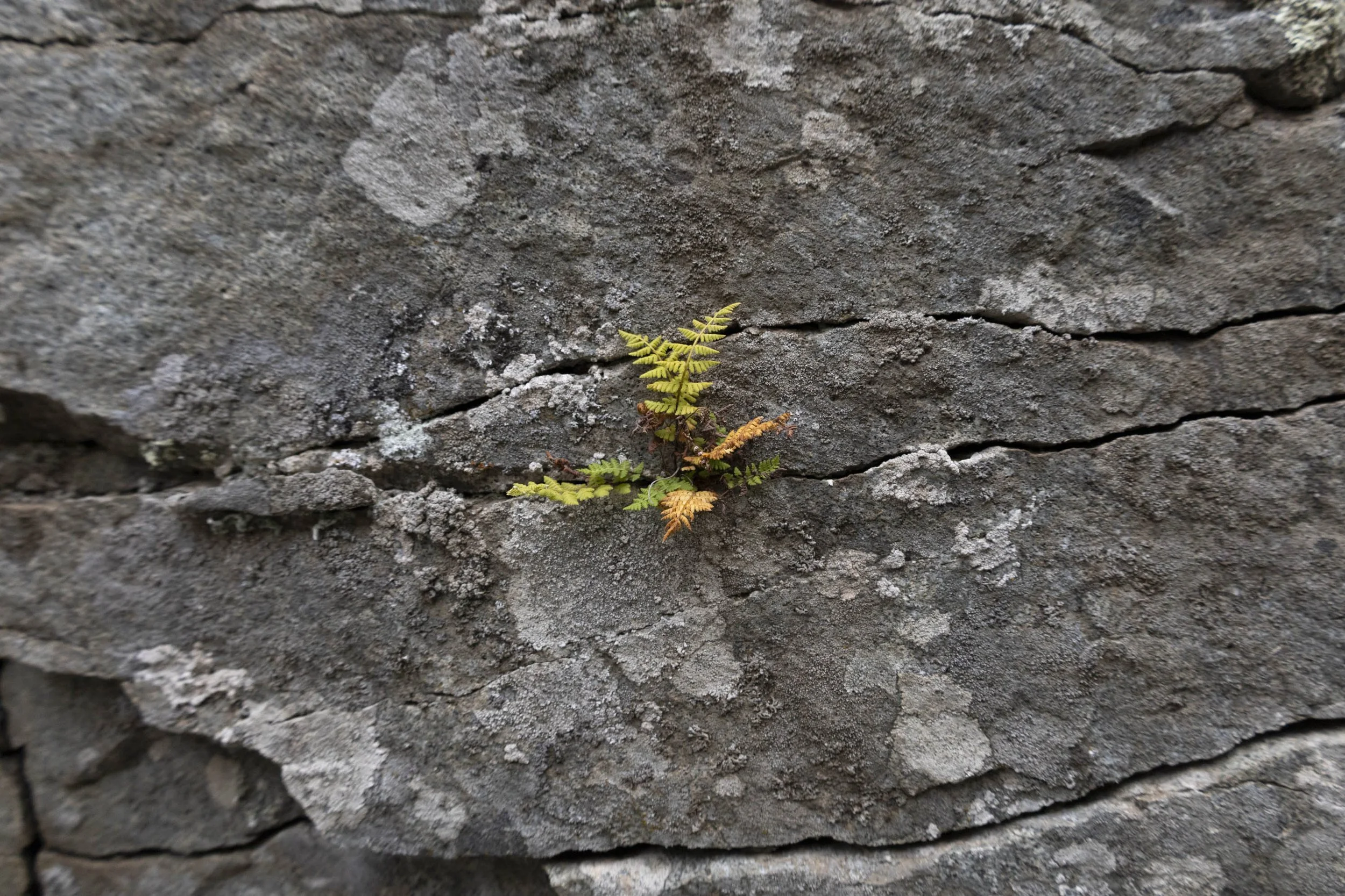 plants-7.jpg