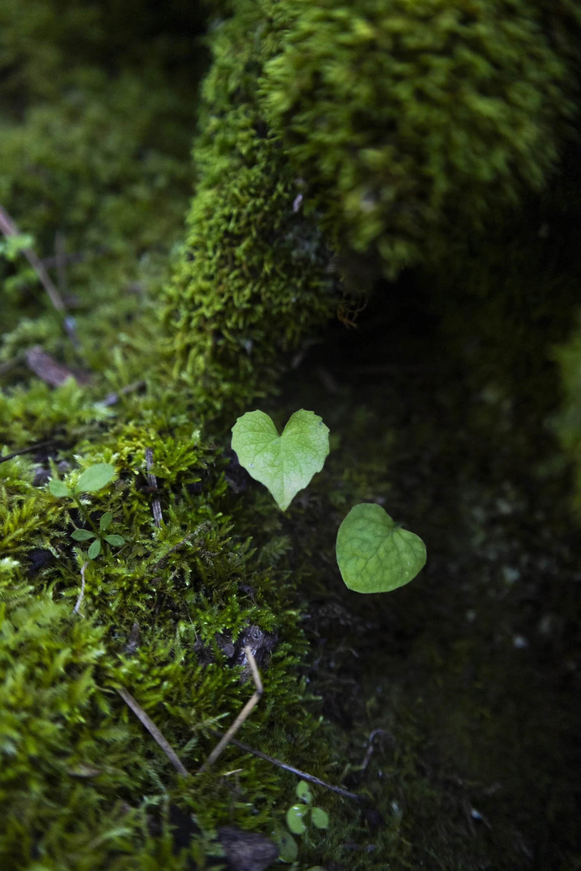 plants-4.jpg