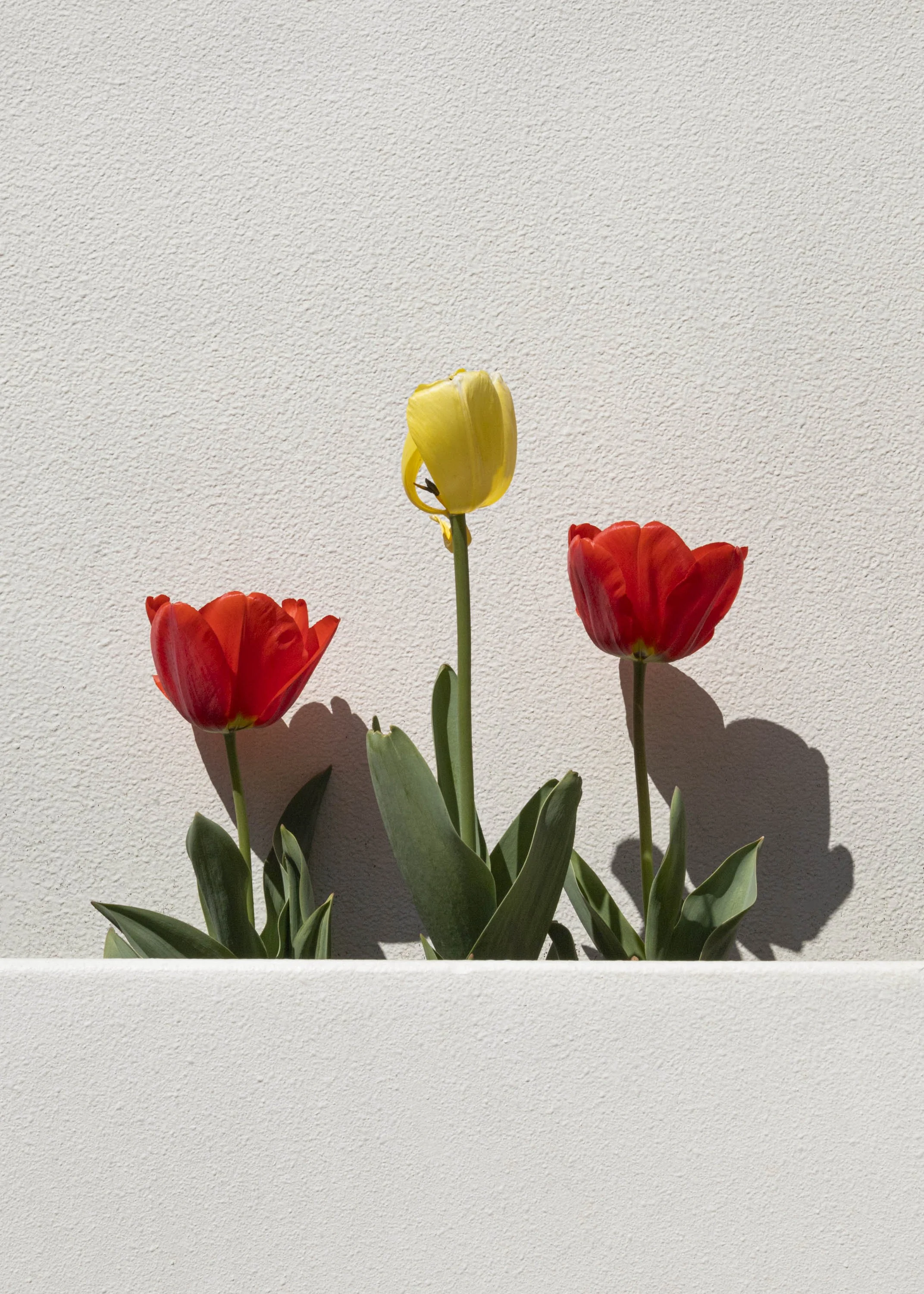 plants-3.jpg