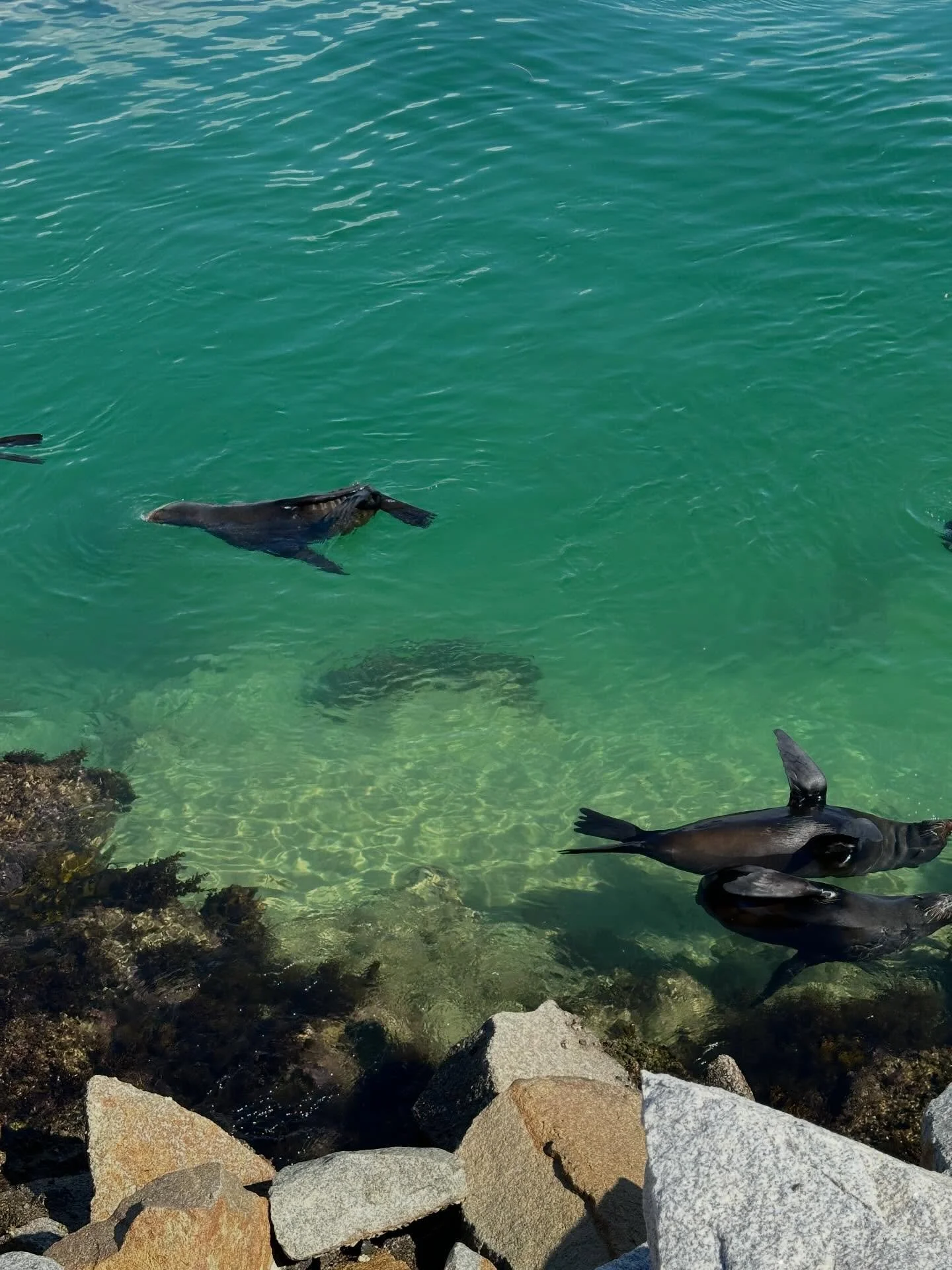 happy 2026 🦭 thank you for all the support in 2025, can&rsquo;t wait for what&rsquo;s in store this year 🦪