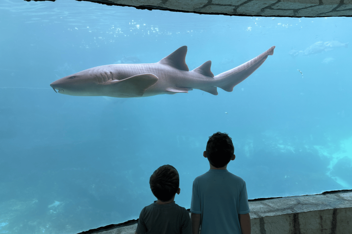 Children watching shark through aquarium glass at Xcaret park near Hotel Xcaret Mexico