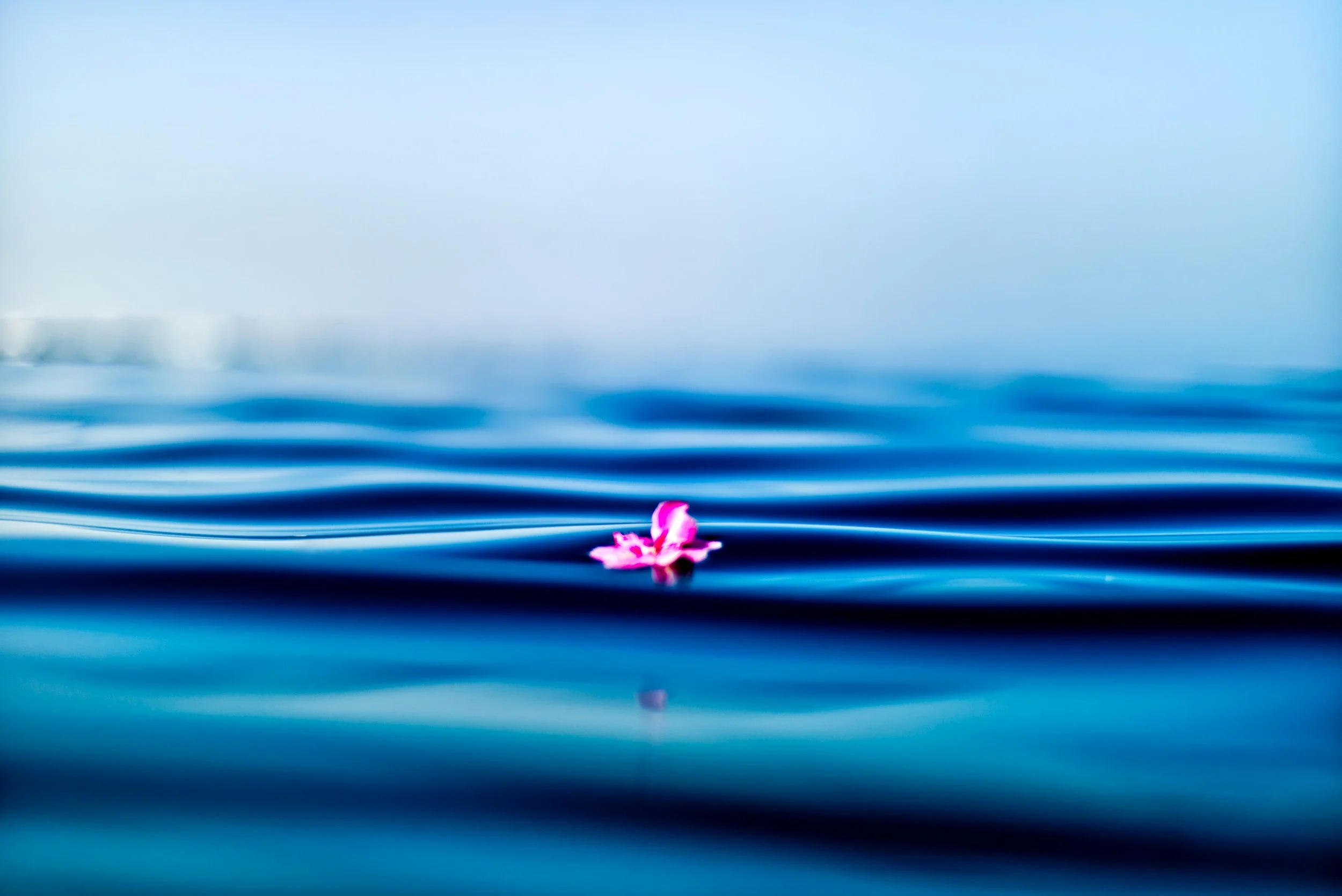 A single pink flower floating on calm blue water with gentle ripples, under a hazy sky.