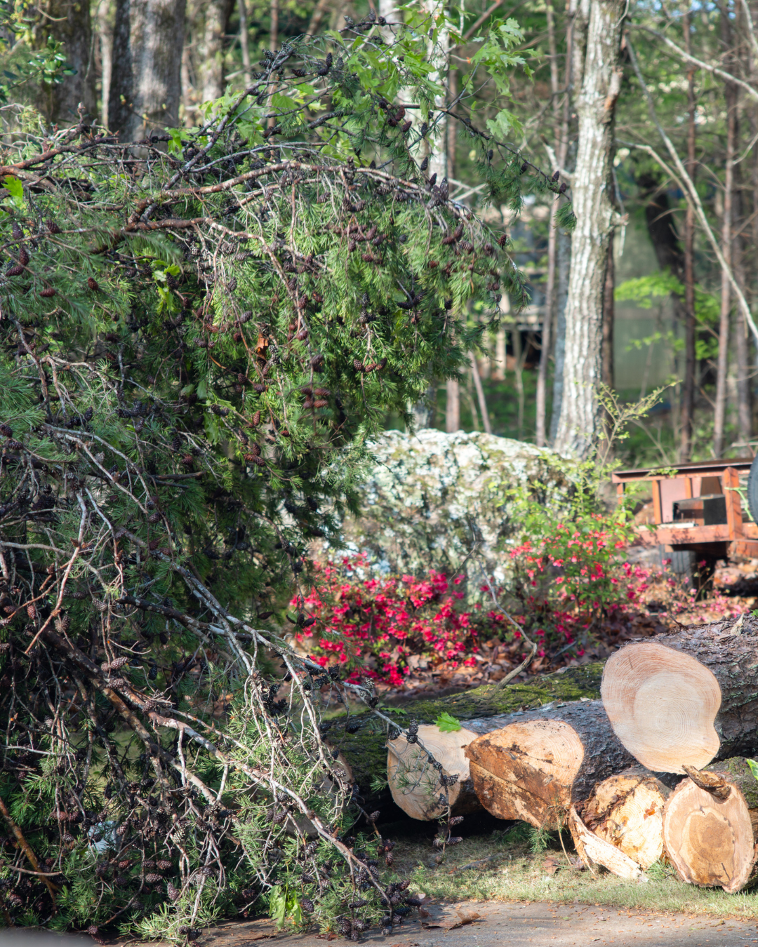 LS Trees tree services based in Cumming GA