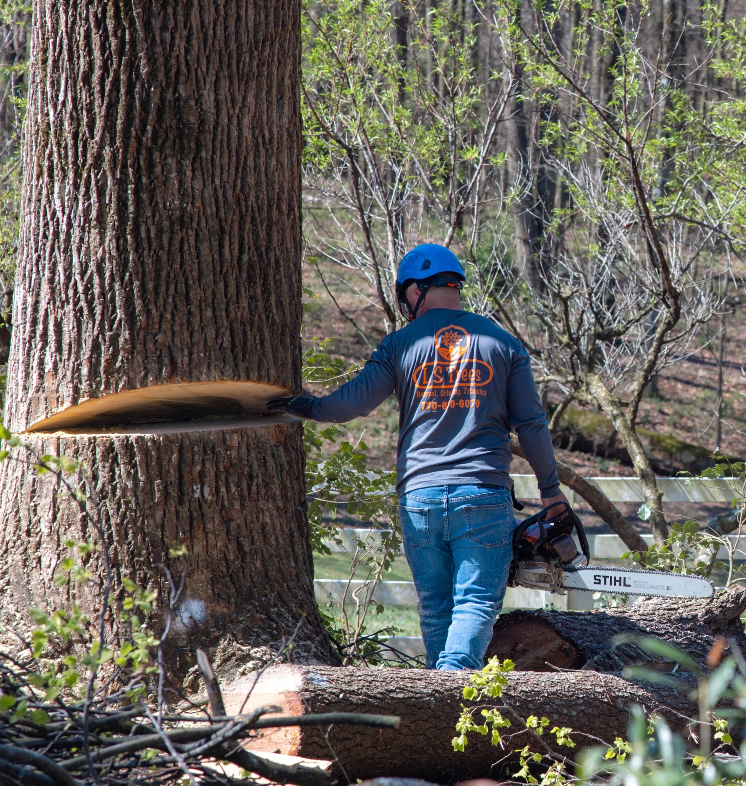 How to Spot a Dangerous Tree Before It’s Too Late