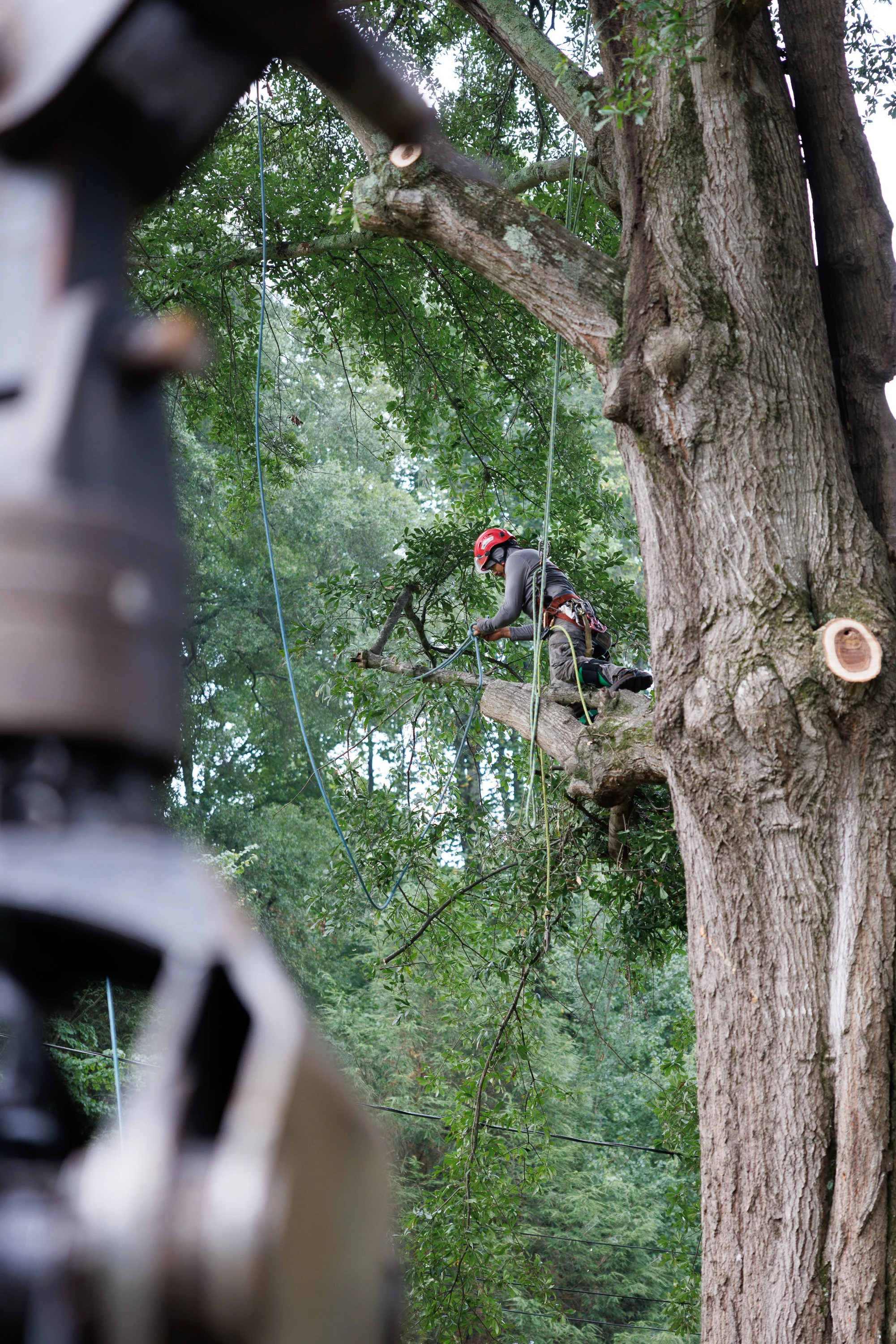 Fall is Right Around the Corner. Here’s Why It’s a Good Time for a Tree Assessment