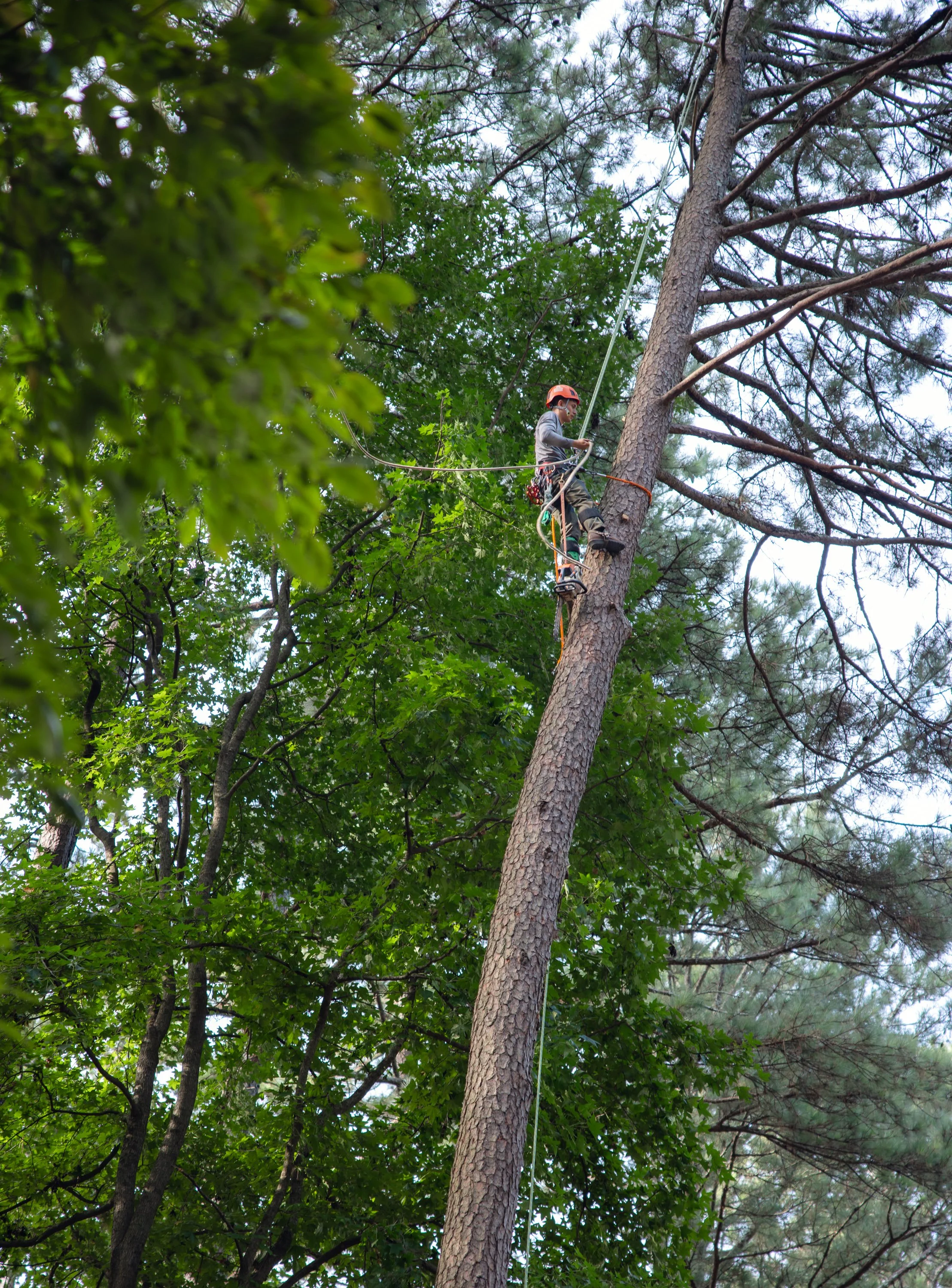 Hurricane Season in North Georgia: How to Protect Your Home from Tree Damage