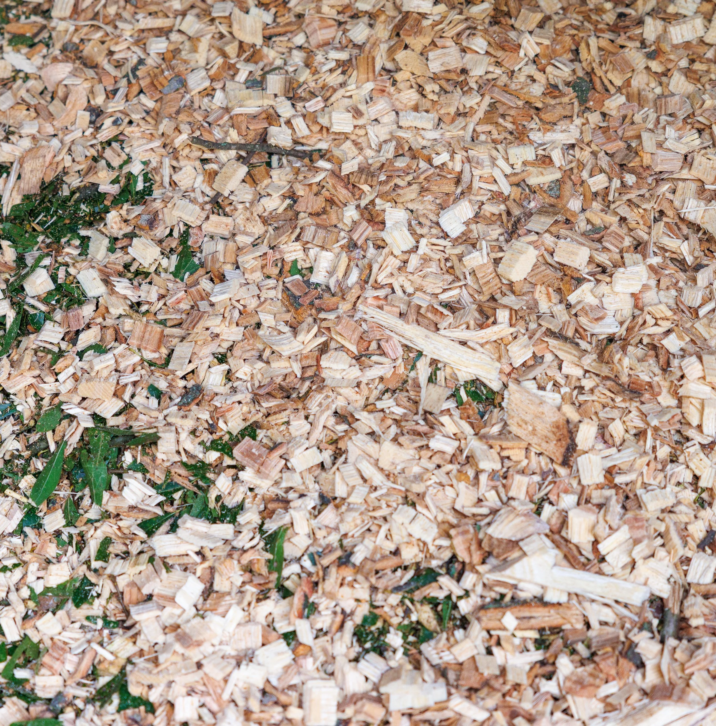 Free Wood Chips: The Sustainable Landscaping Secret for Fall in North Georgia