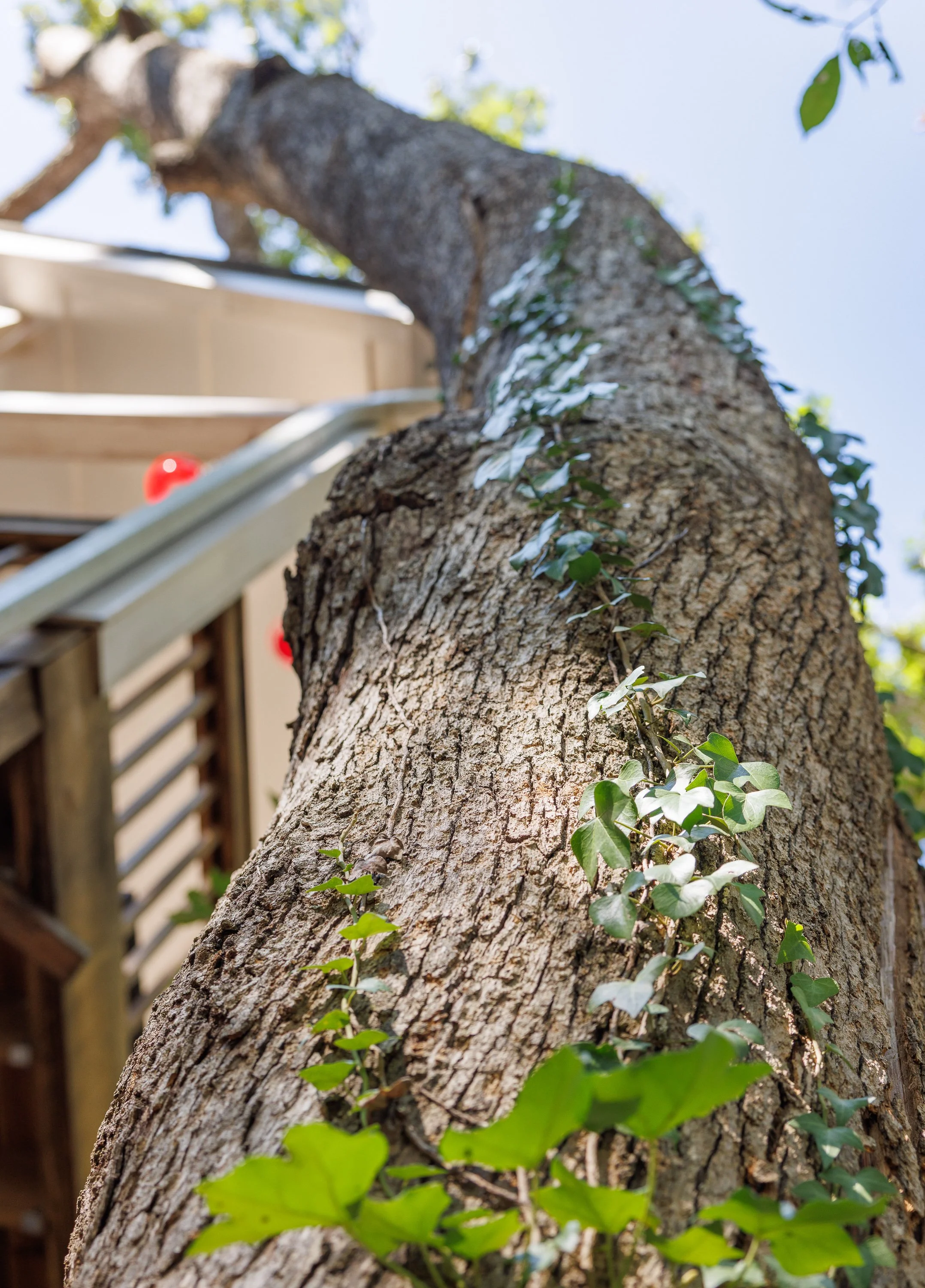 Tree Care Solutions in Cumming, GA: Why Winter Is the Perfect Season to Invest in Your Yard