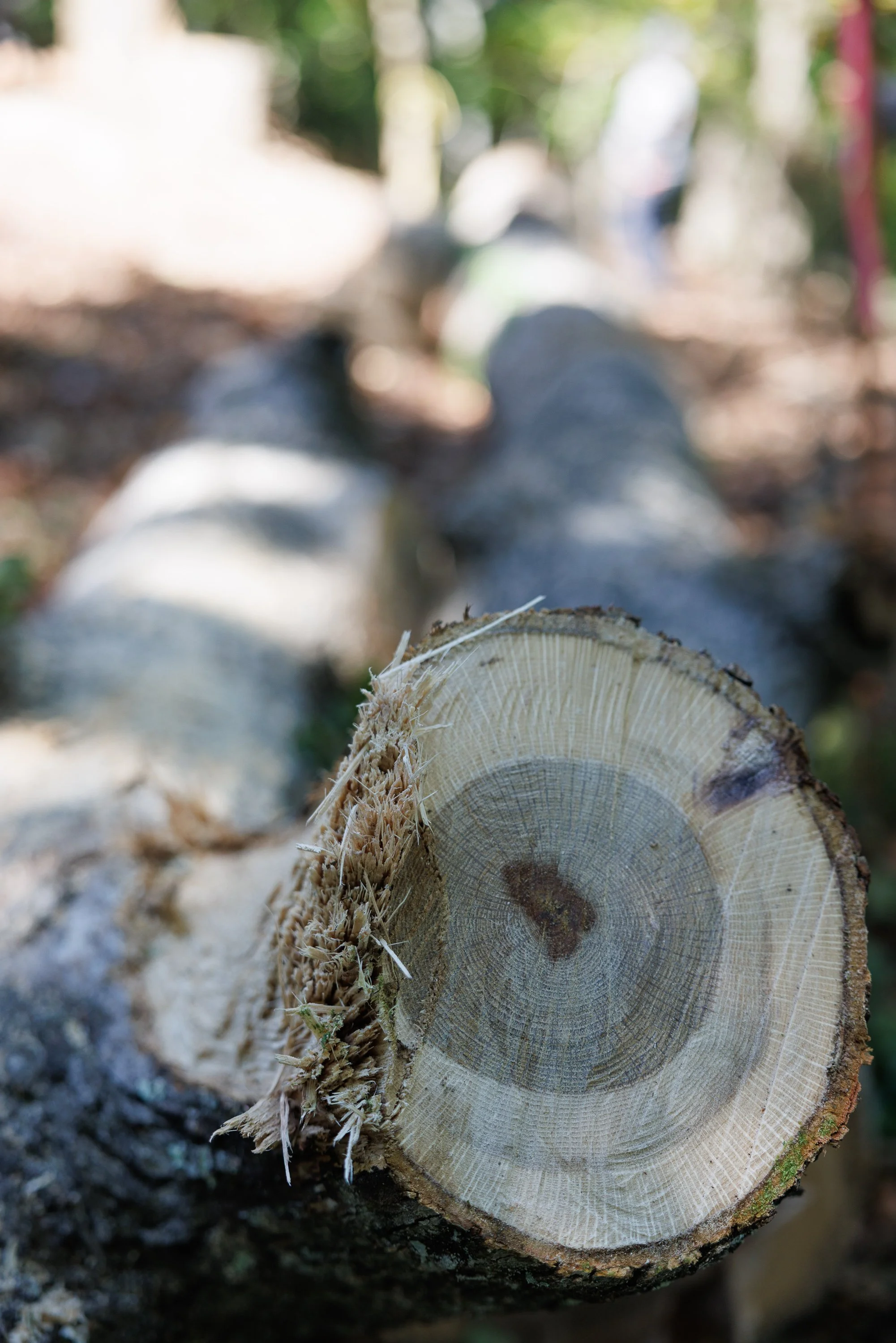 How Winter Weather Impacts Your Trees in Cumming, GA and What Homeowners Can Do About It