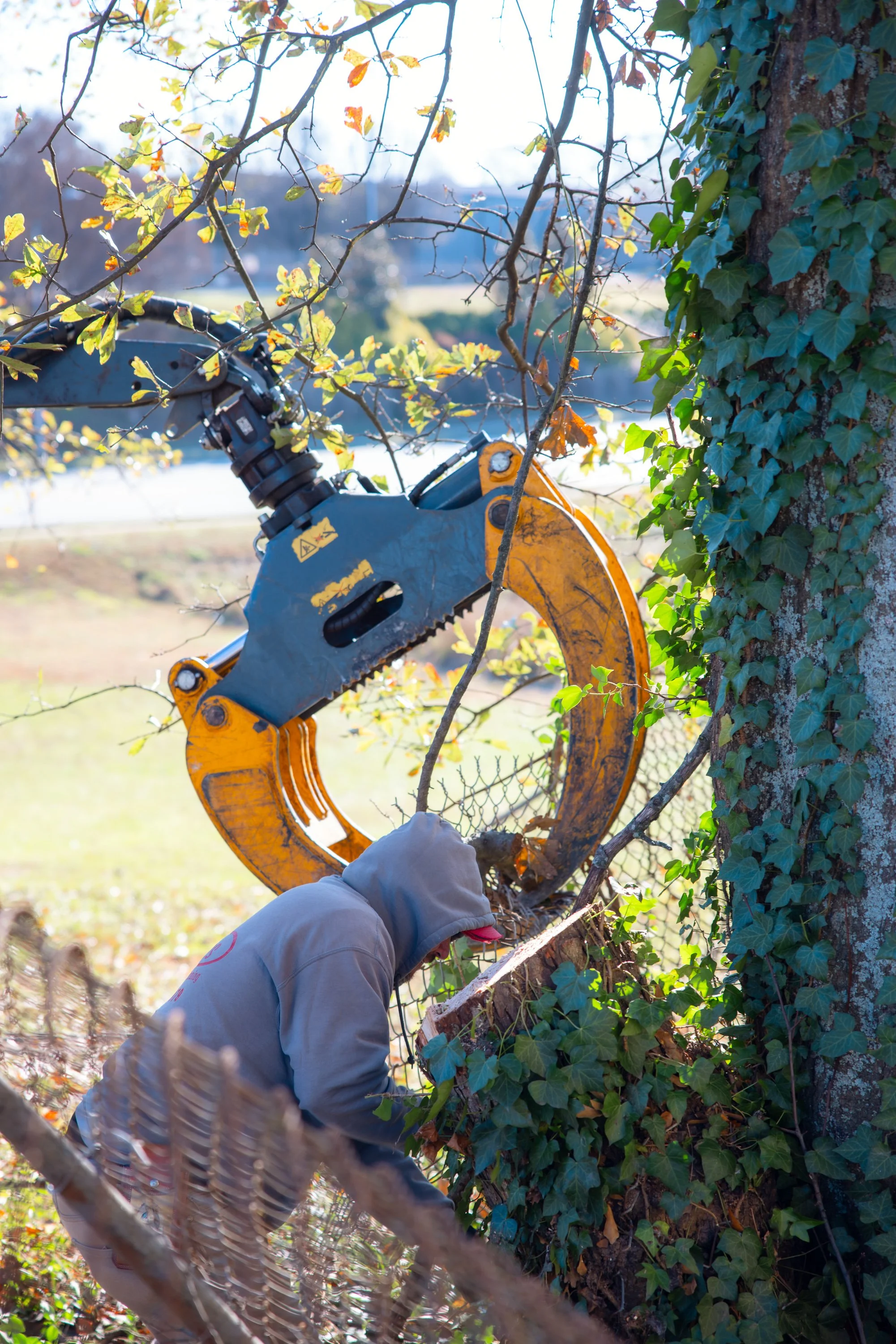 Pruning vs. Trimming vs. Removal: What Cumming GA Homeowners Should Know Before Winter Tree Work
