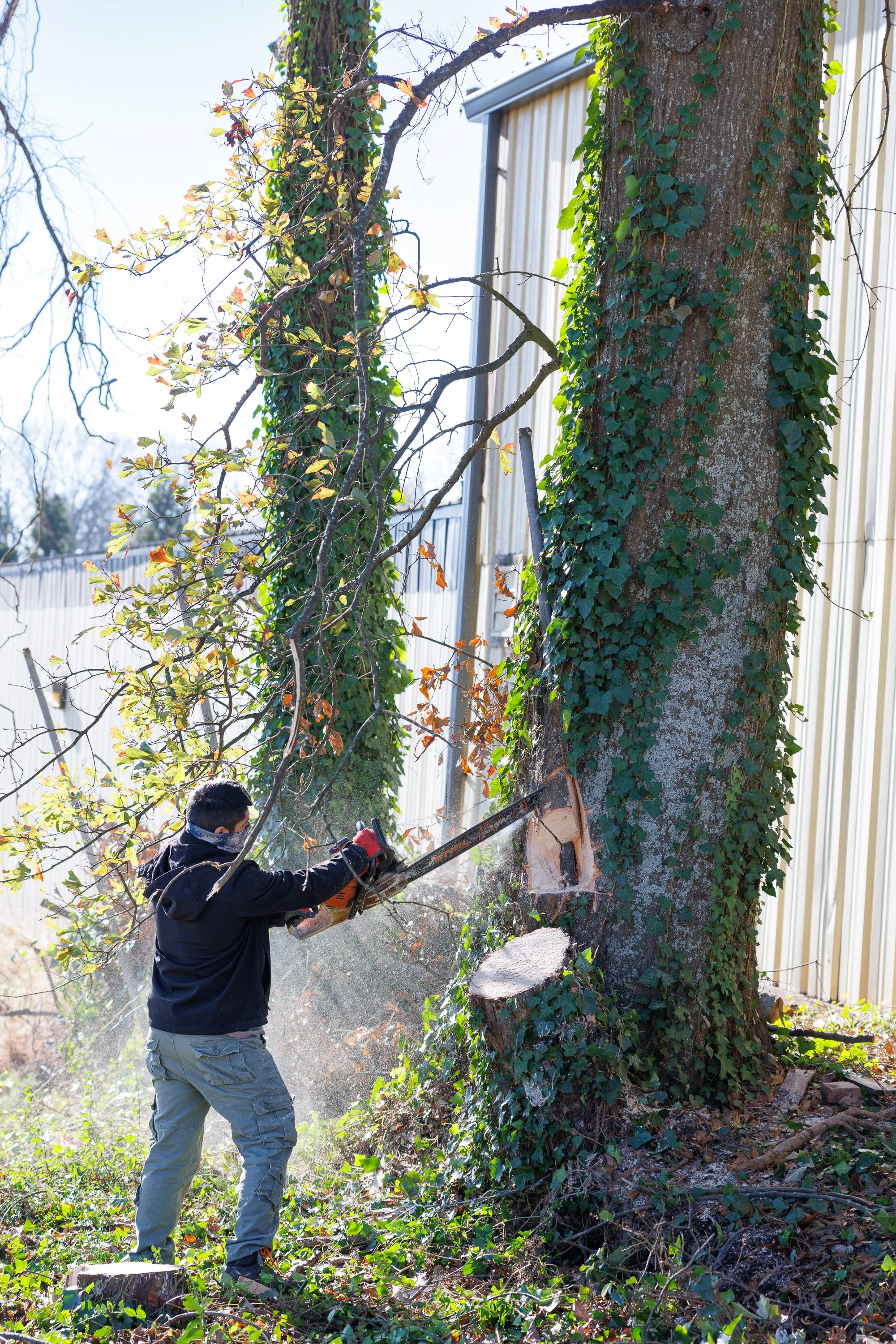 As the New Year Begins: The Best Things You Can Do for Your Property and Trees in Cumming, GA