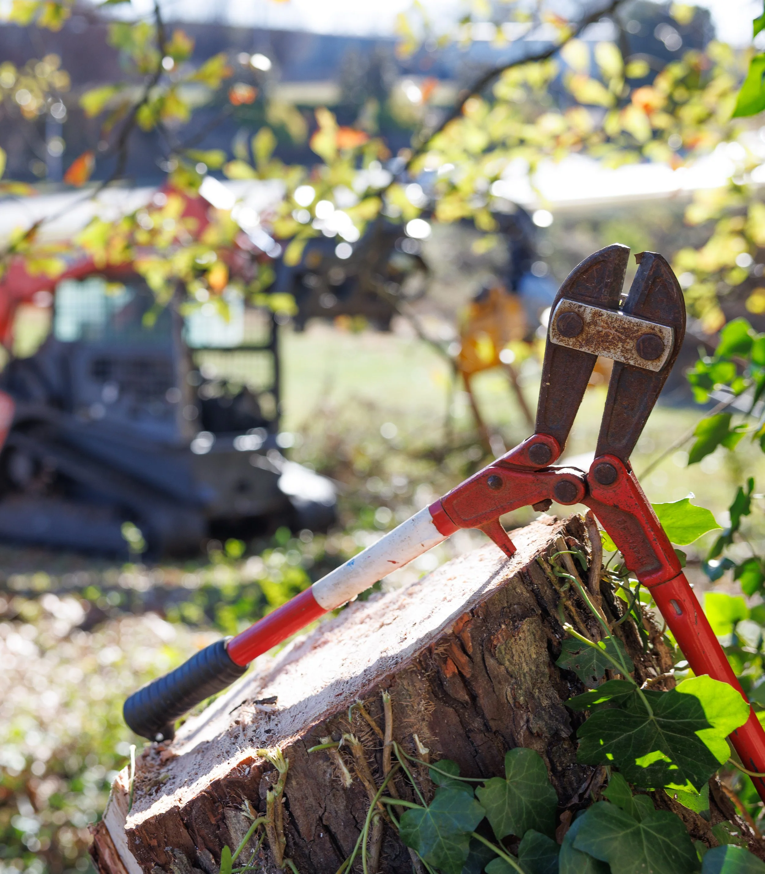Why Stump Grinding and Wood Chips Are Better in Winter Than Spring or Summer in Cumming, GA