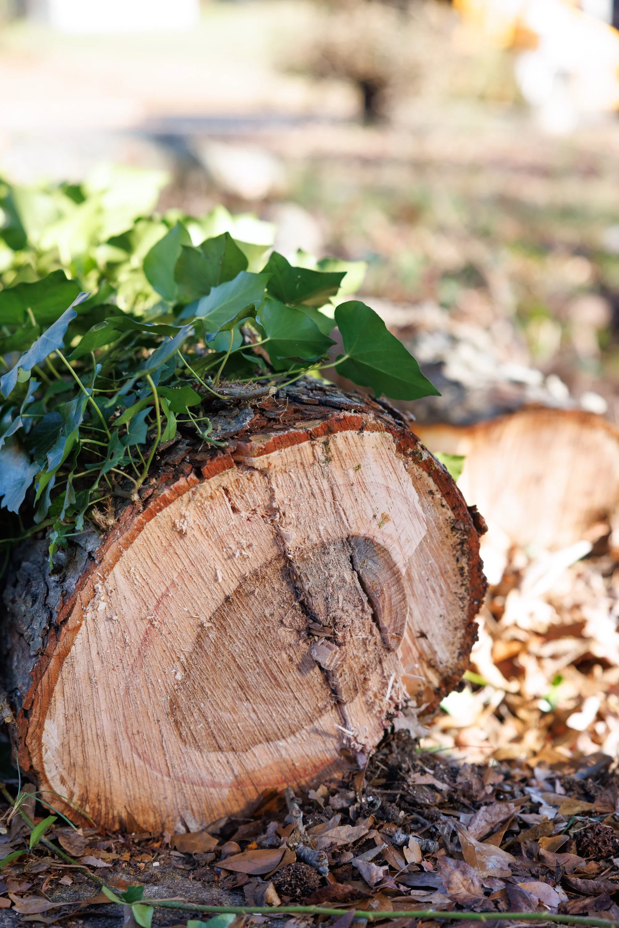Get Ahead of Spring: Why Late Winter Is the Best Time for Tree Trimming and Removal in Cumming, GA 🌳
