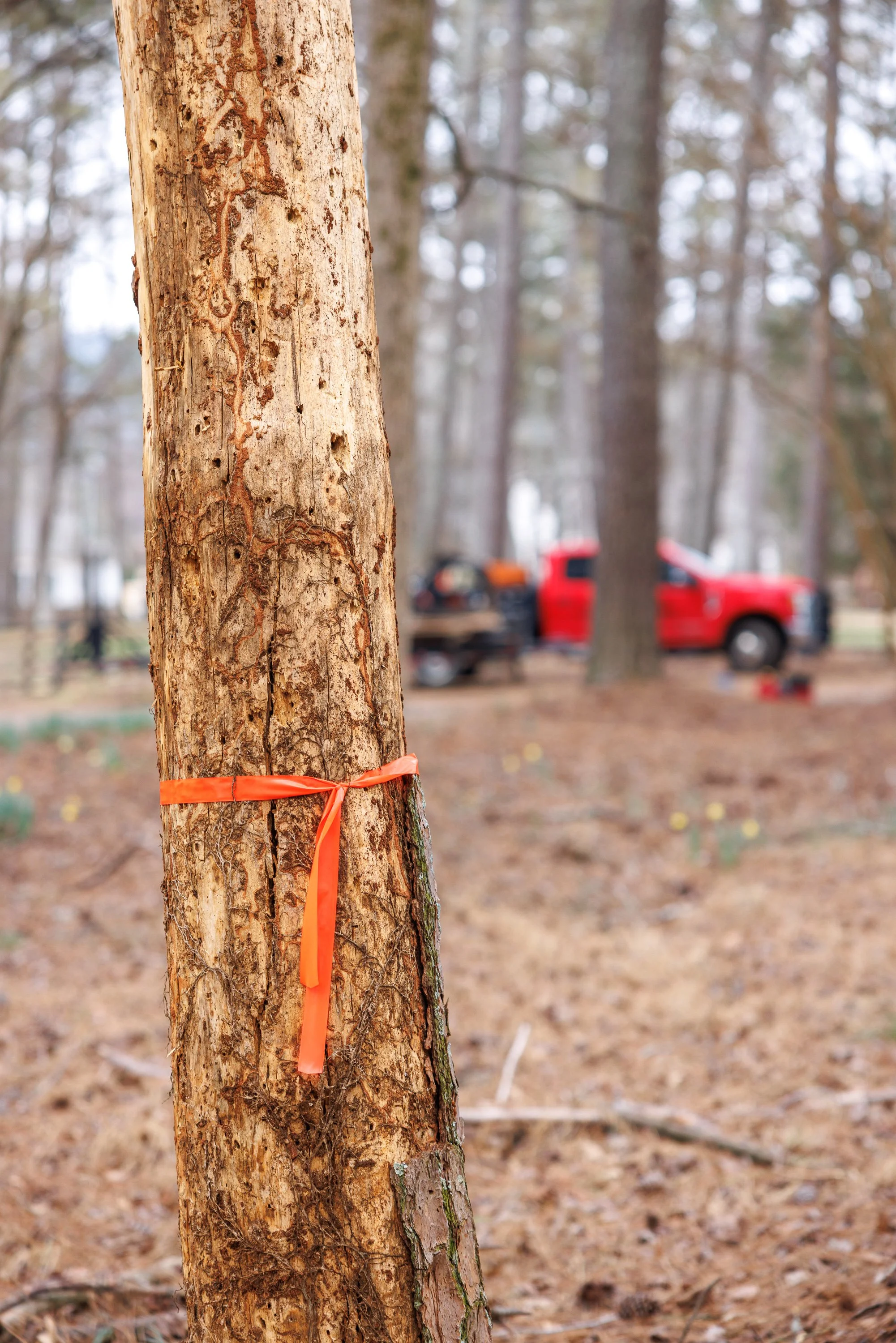 First-Time Homebuyers Guide: 7 Tree Issues to Look For Before Buying a Home in Cumming and North Georgia