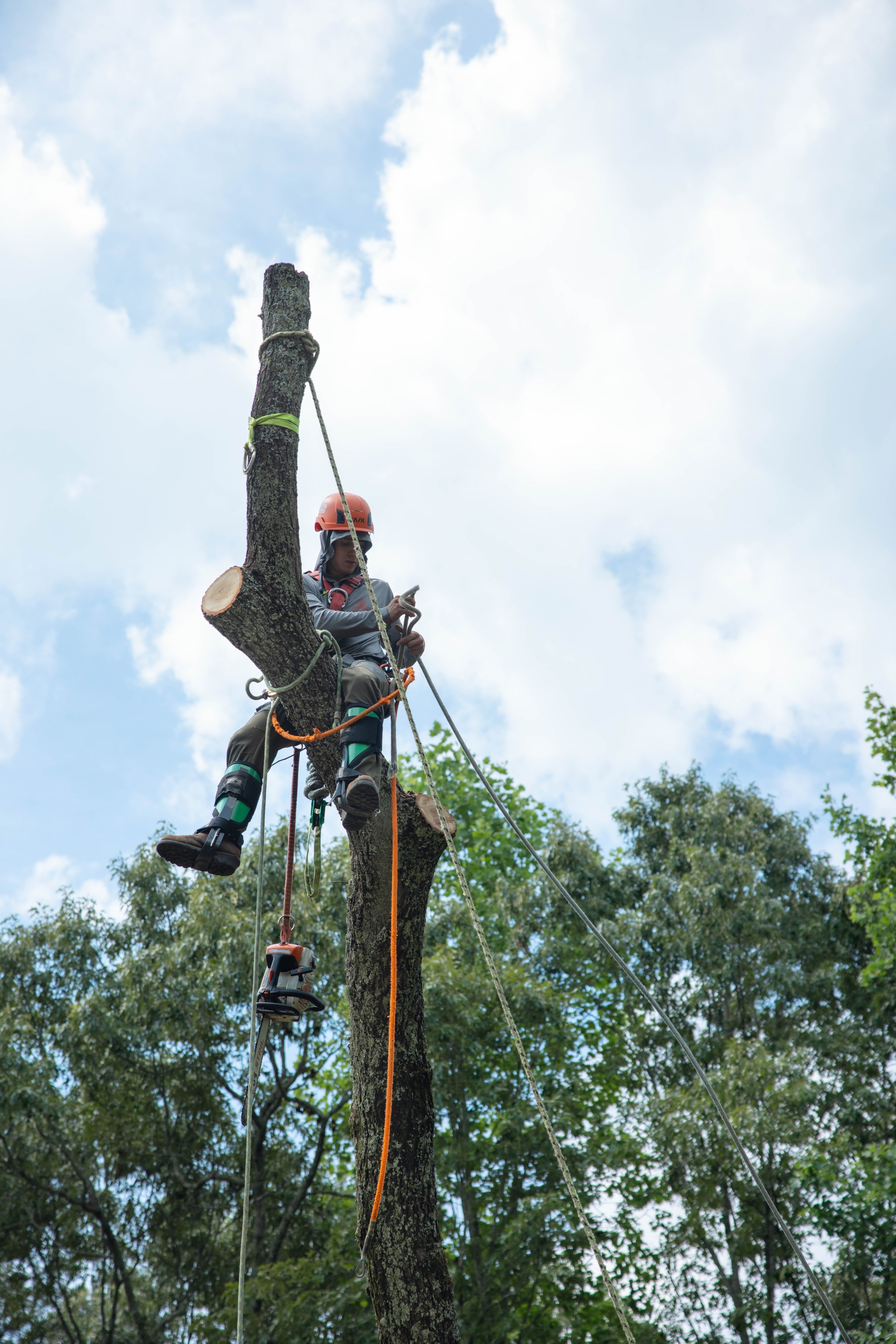 5 Tree Issues That Can Hurt Your Home Value in Cumming, GA (What Buyers Notice First)