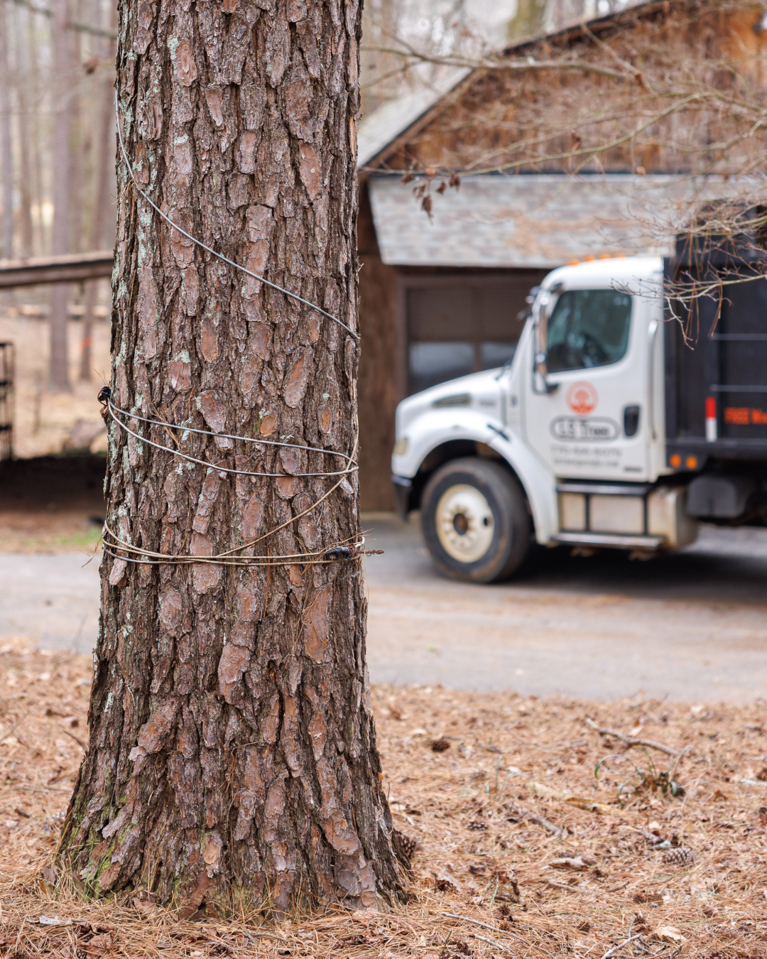 The Hidden Cost of Waiting Too Long to Remove a Tree in Cumming, GA
