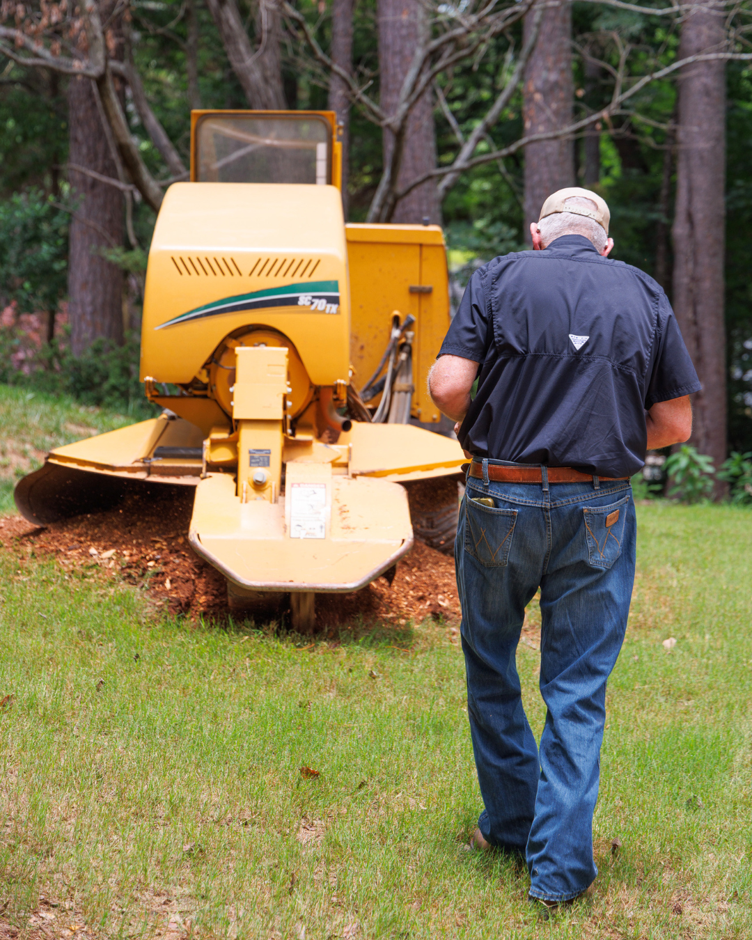 What Trees Are Most Likely to Fall During Hurricane Season in North Georgia?