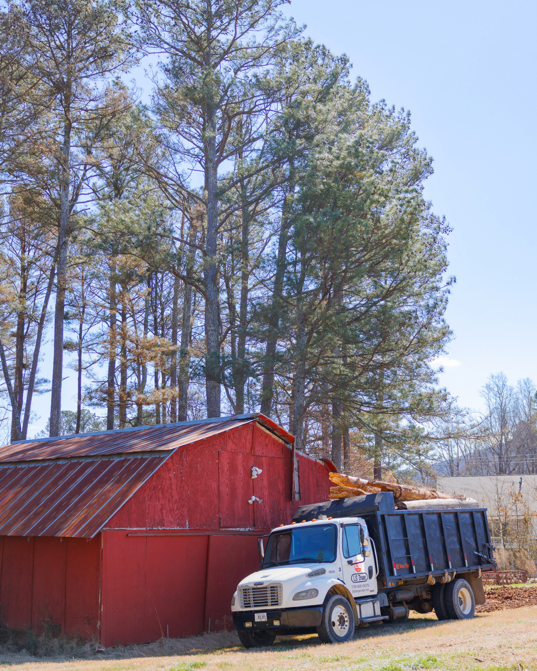 7 Trees You Should Think Twice About Planting Too Close to Your House in North Georgia