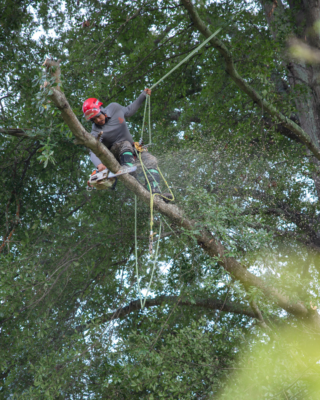 LS Trees crew removing tree from property in Cumming, GA