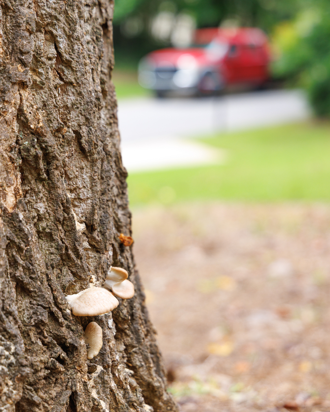 Free tree services quote from LS Trees