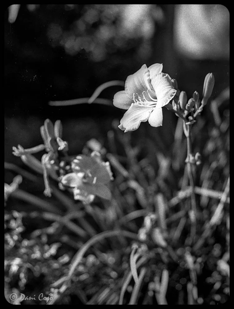 daffodil.jpg