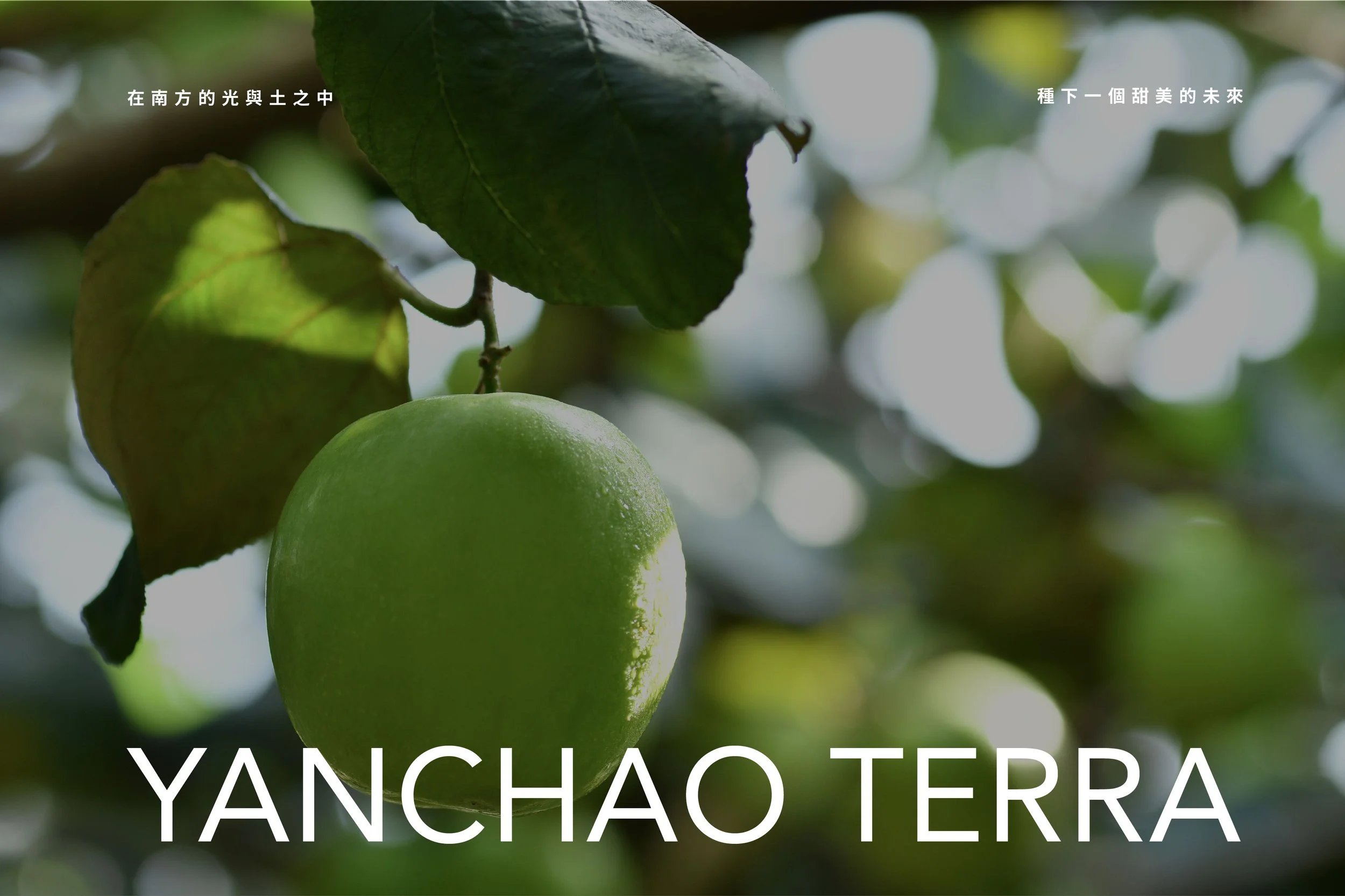 Close-up of a green apple hanging on a tree branch, surrounded by green leaves with sunlight filtering through, with Chinese text and the words "Yanchao Terra" at the bottom.