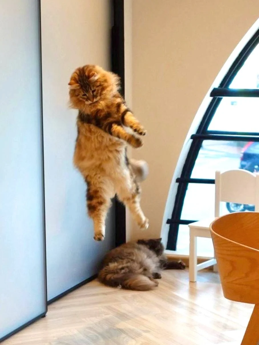 Tiger in action 💨