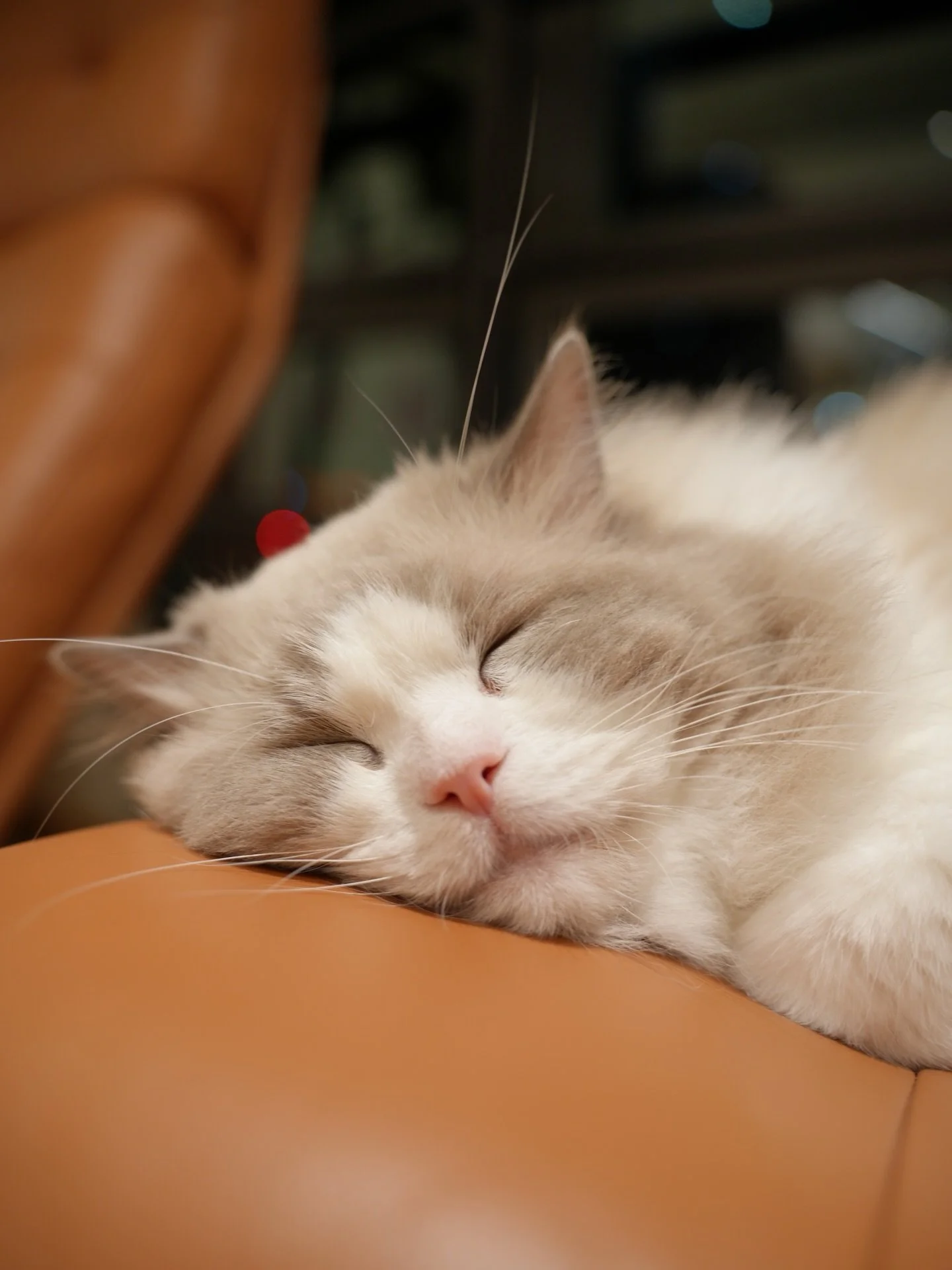 Goodnight world! 😴