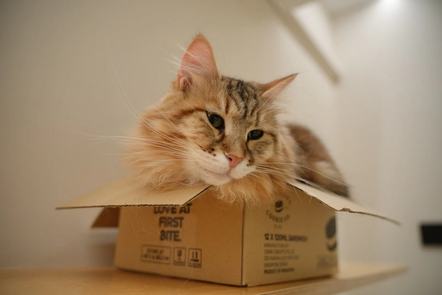 At Fluffydolls Catfe, our guests enjoy treats from @icecreamcookieco while our cats love the boxes they come in 🤣🤣🤣 #nowaste haha