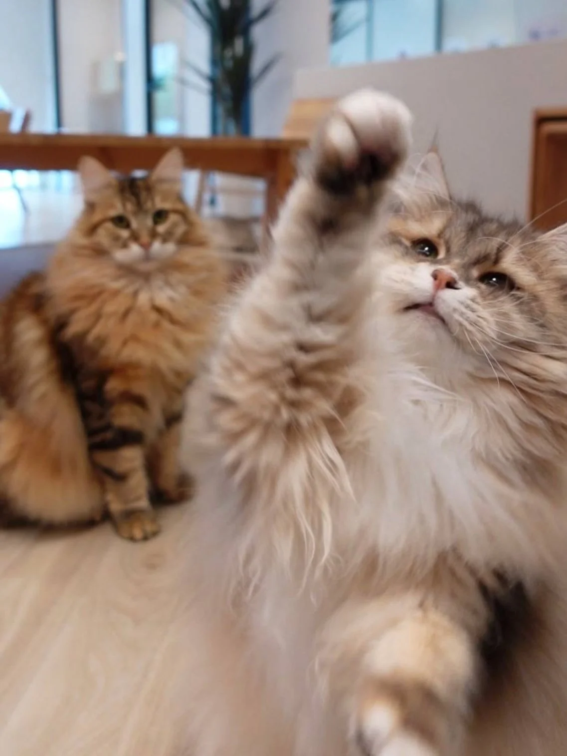 Siberian energy 💕