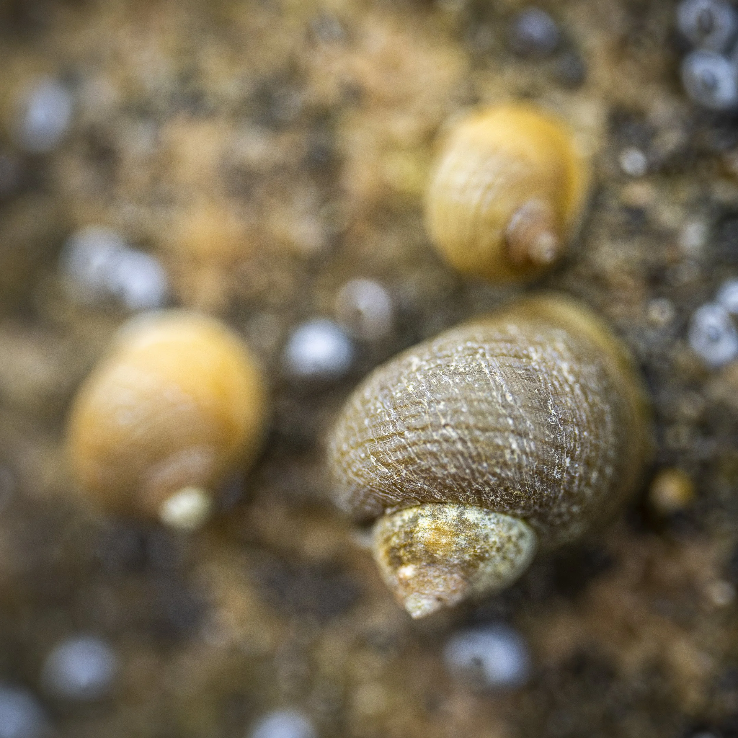 Rock Macro Images-34.jpg